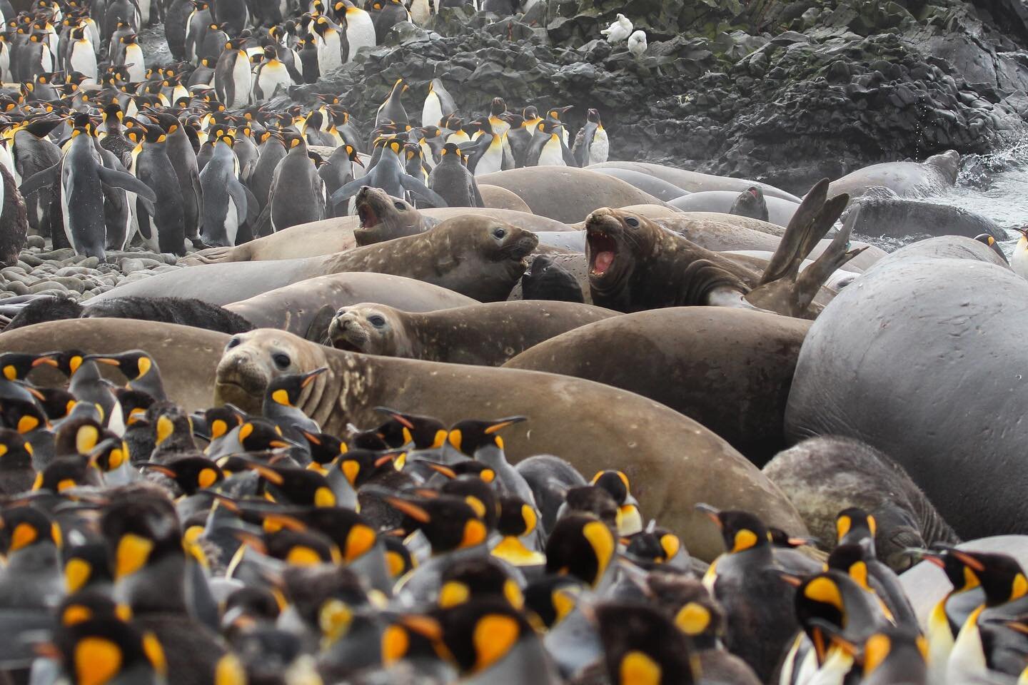 An elephant seal harem on Marion Island. The breeding season is chaos, beautiful chaos!
.
.
.
Photo credit: Rowan Jordaan (@rowanjor)
.
.
.
#Marion #MarionIsland #marionseals #southernocean #breedingseason #AntarcticLegacy #AntarcticAwareness #elepha