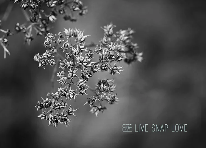 static1.squarespace-10.jpg