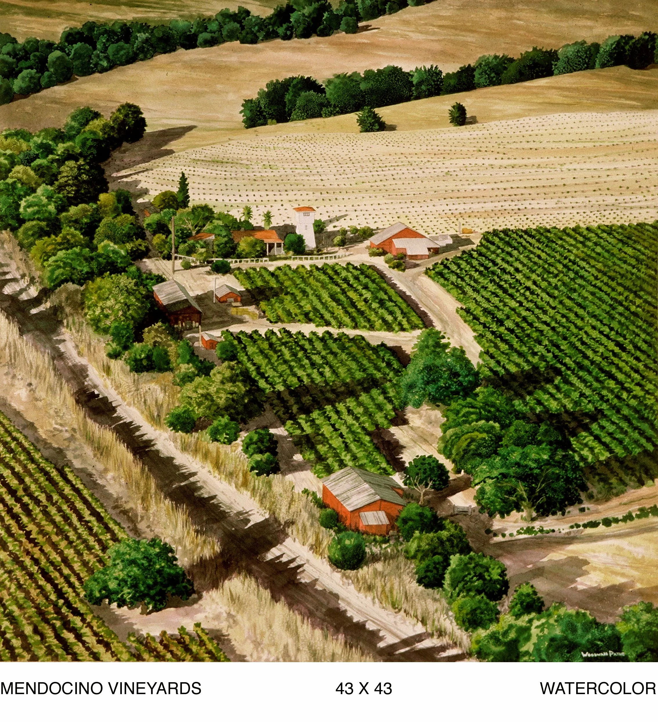 MENDOCINO VINEYARDS 43X43 watercolor .jpg