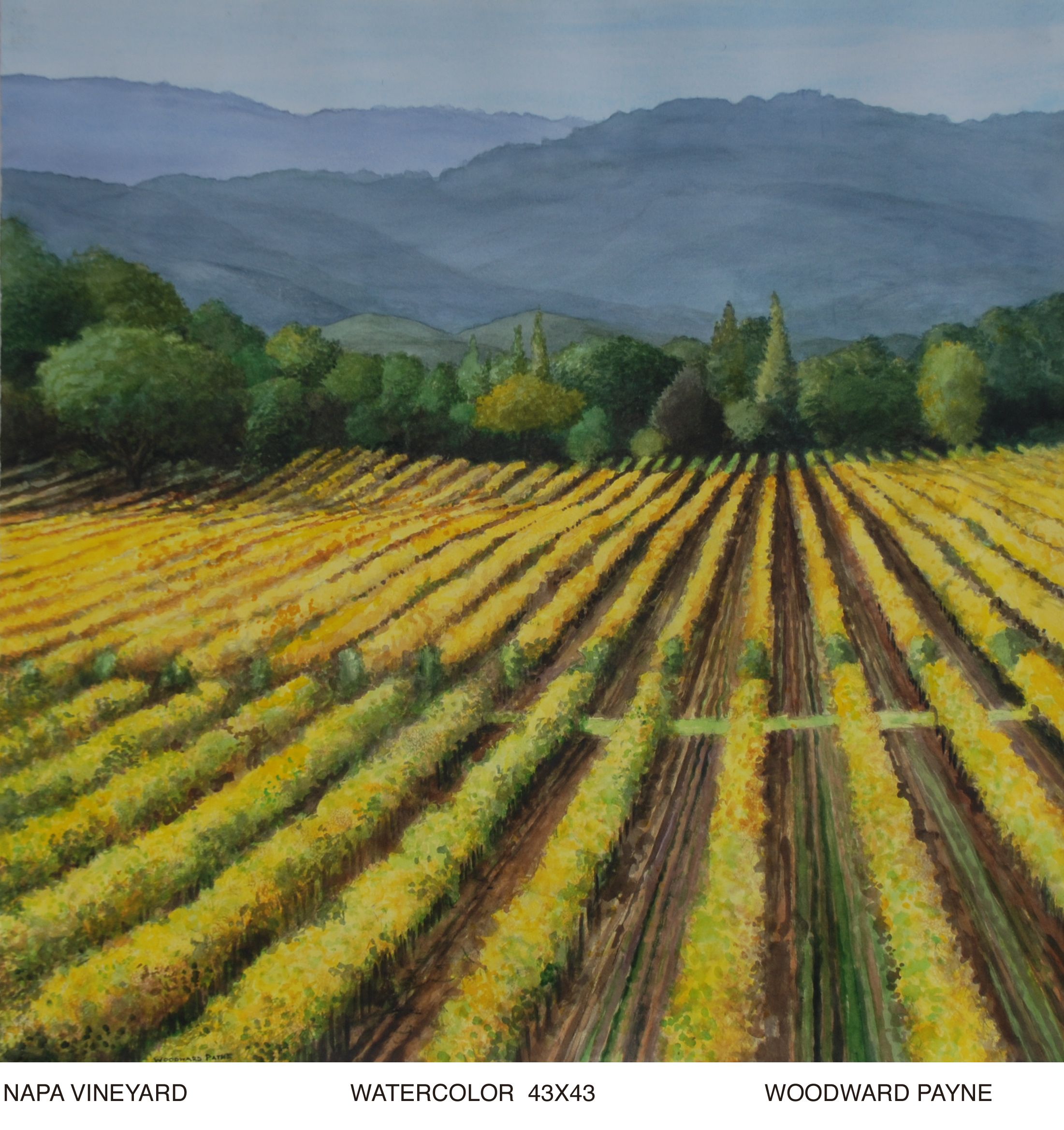 NAPA VINEYARD 43X43 watercolor.jpg