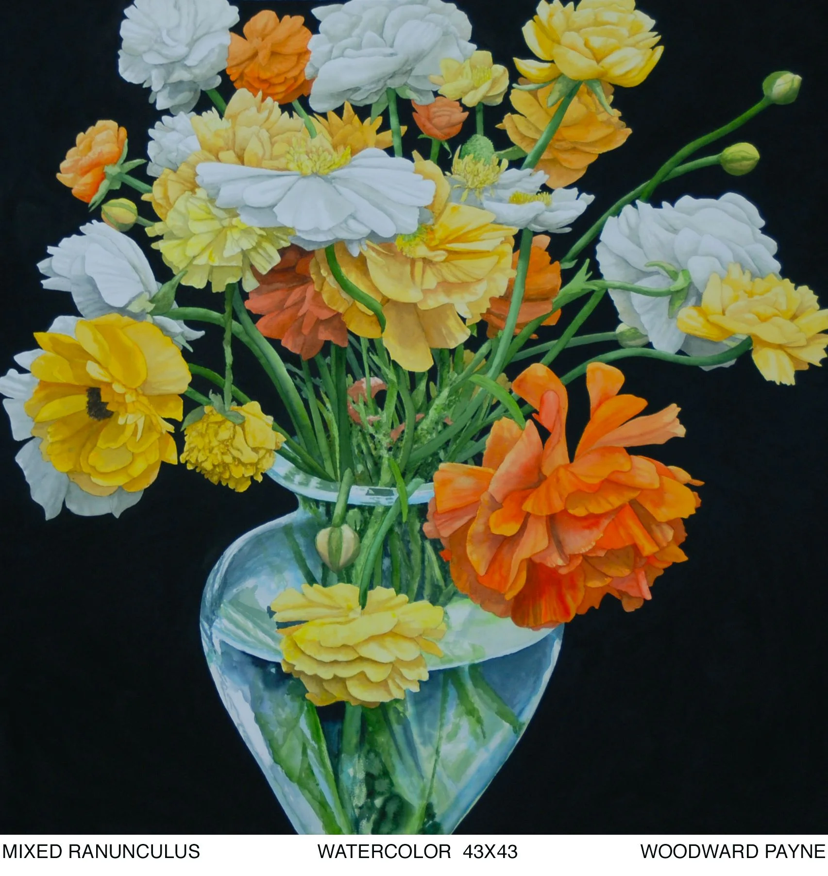 MIXED RANUNCULUS 43X43 watercolor.jpg
