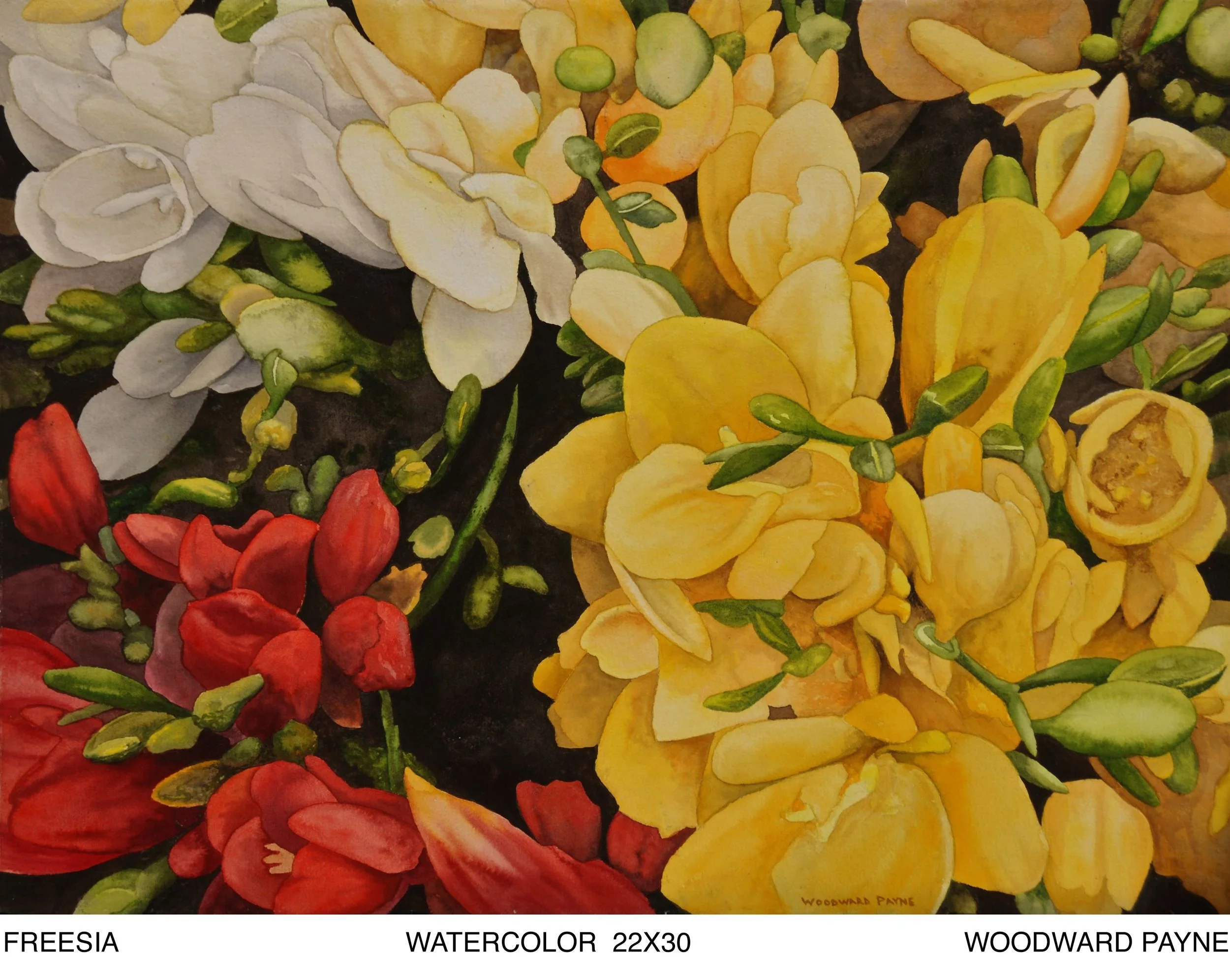 FREESIA 22X30 watercolor_3_2.jpg