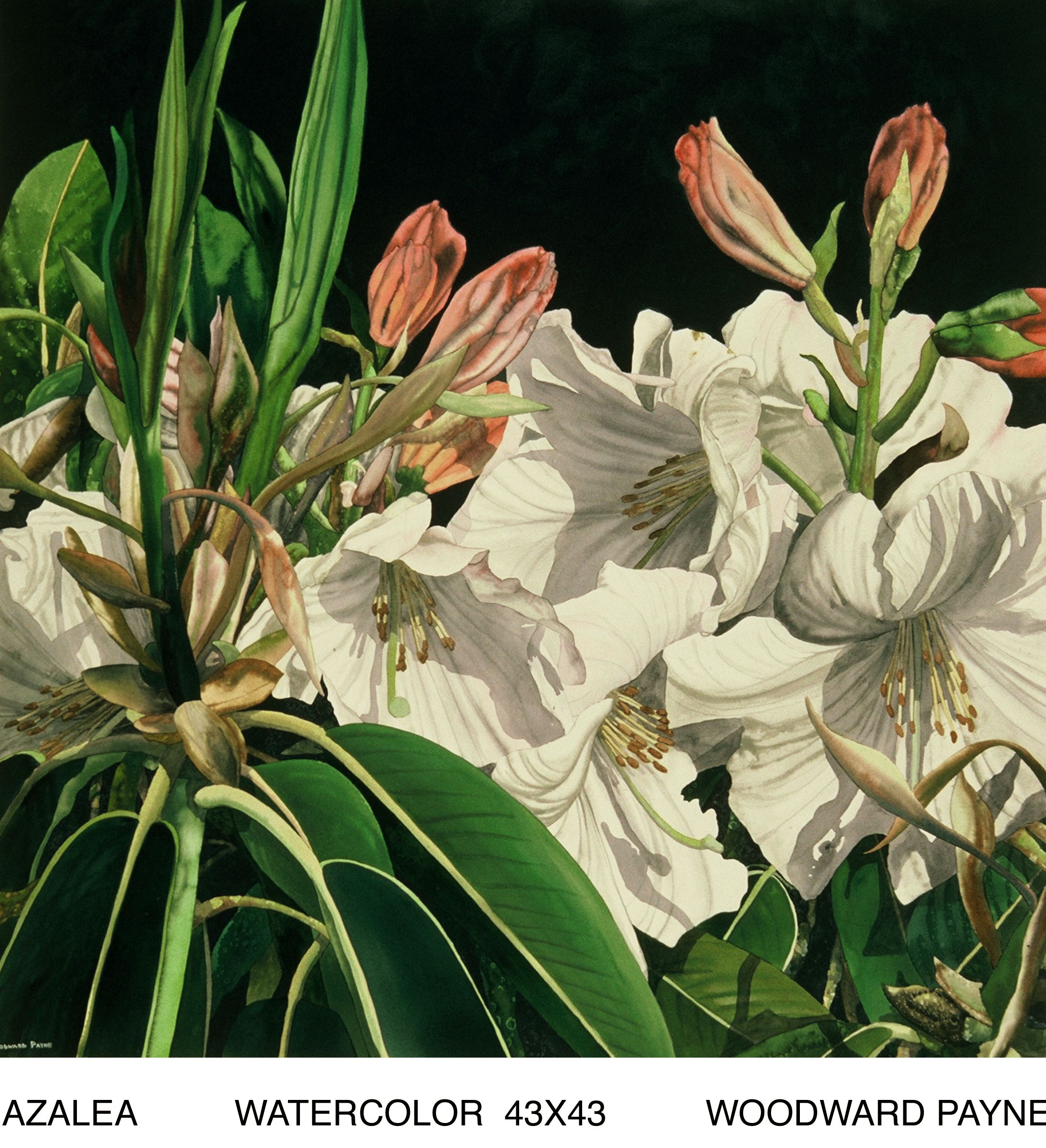 AZALEA 43X43 WATERCOLOR.jpg