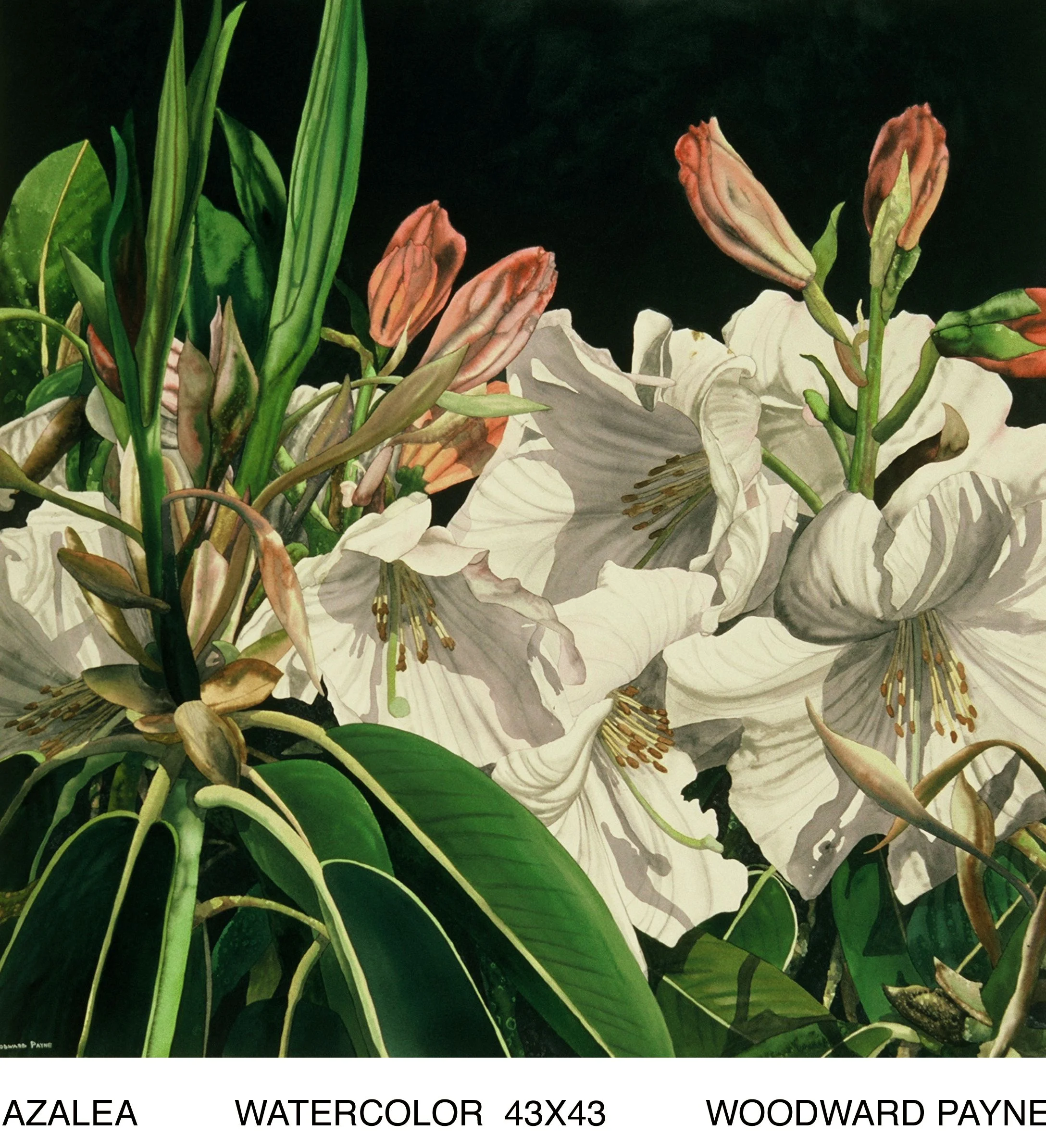 AZALEA 43X43 WATERCOLOR.jpg