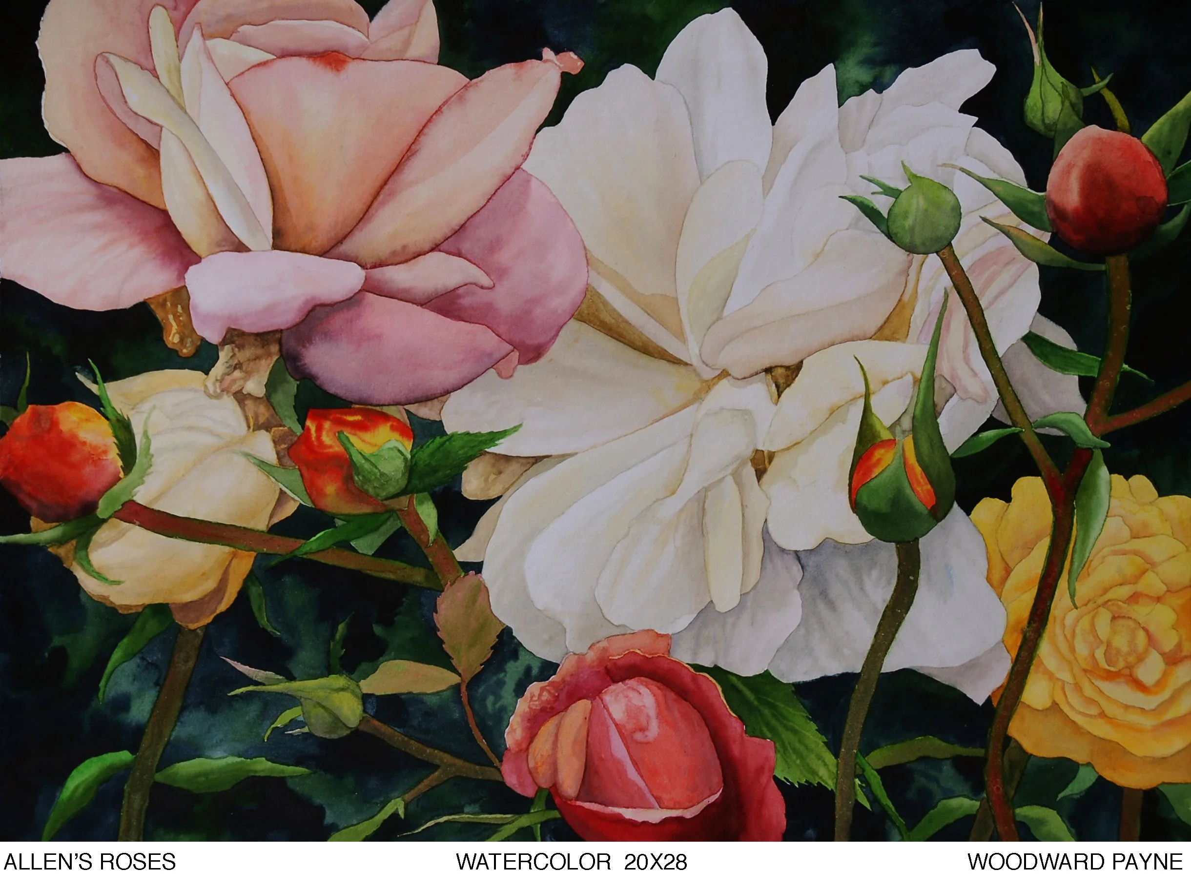 ALLEN'S ROSES 20X28 watercolor.jpg