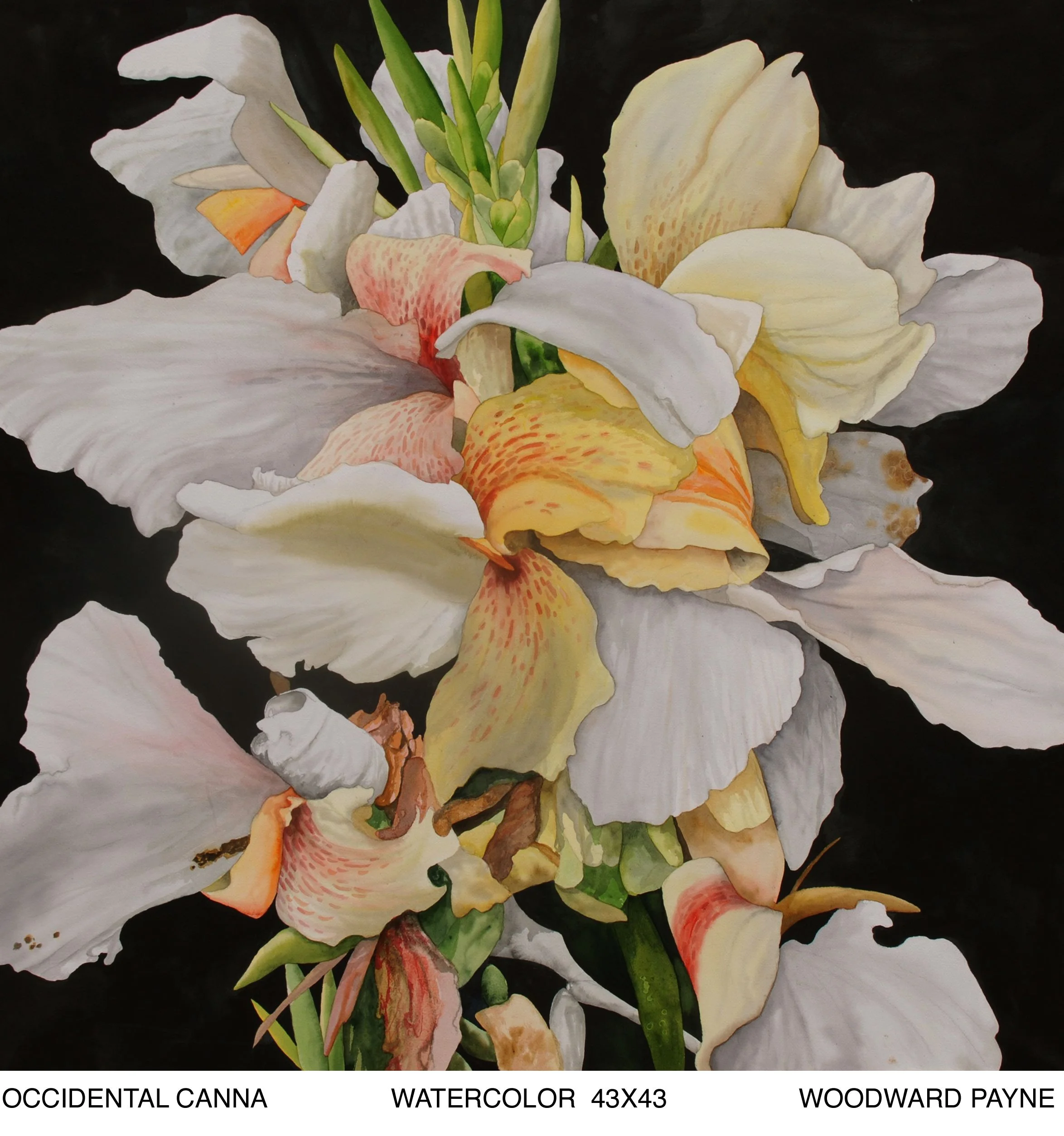 OCCIDENTAL CANNA 43X43 watercolor_2.jpg