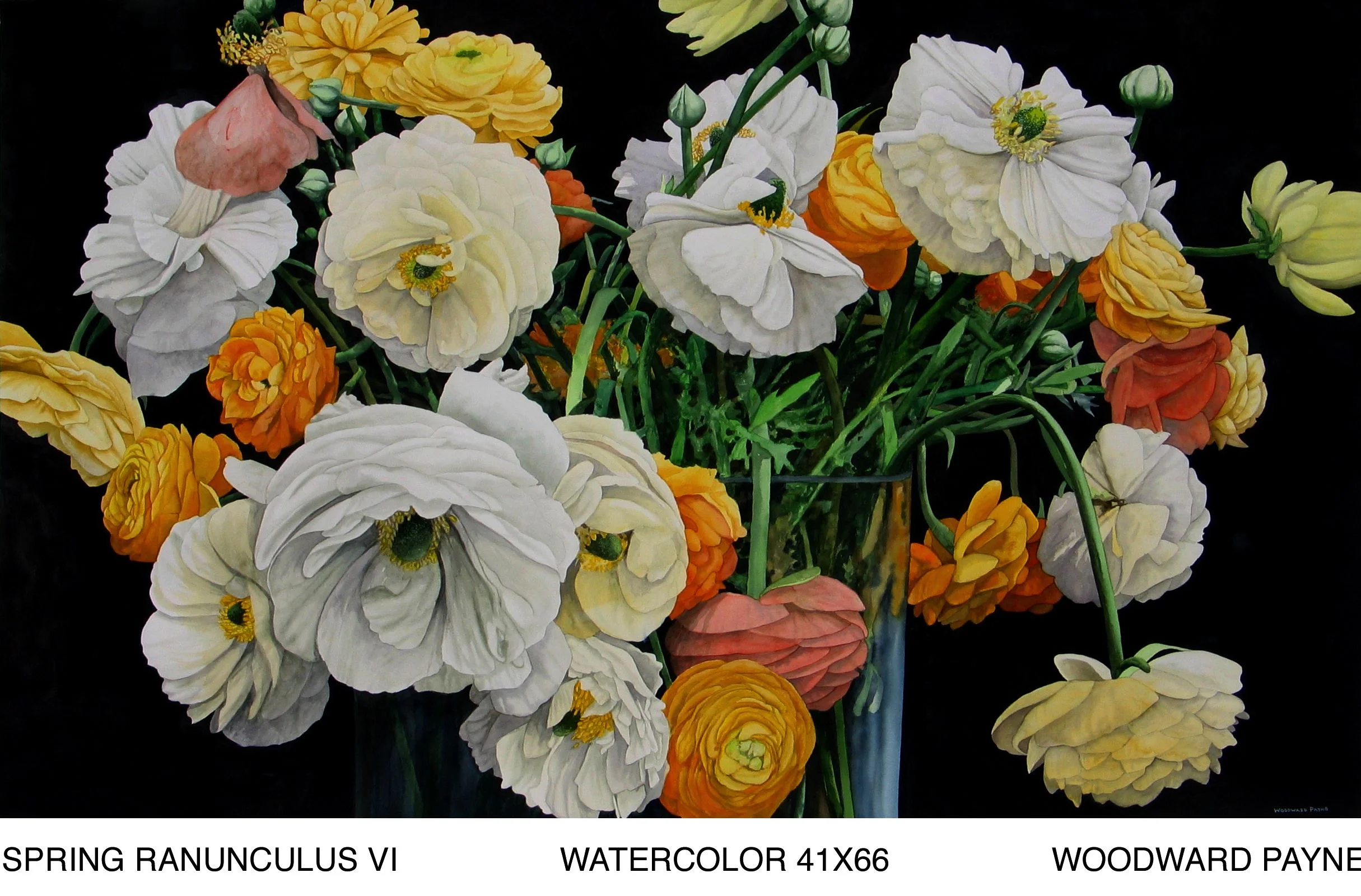 SPRING RANUNCULUS VI 41X66 WATERCOLOR.jpg