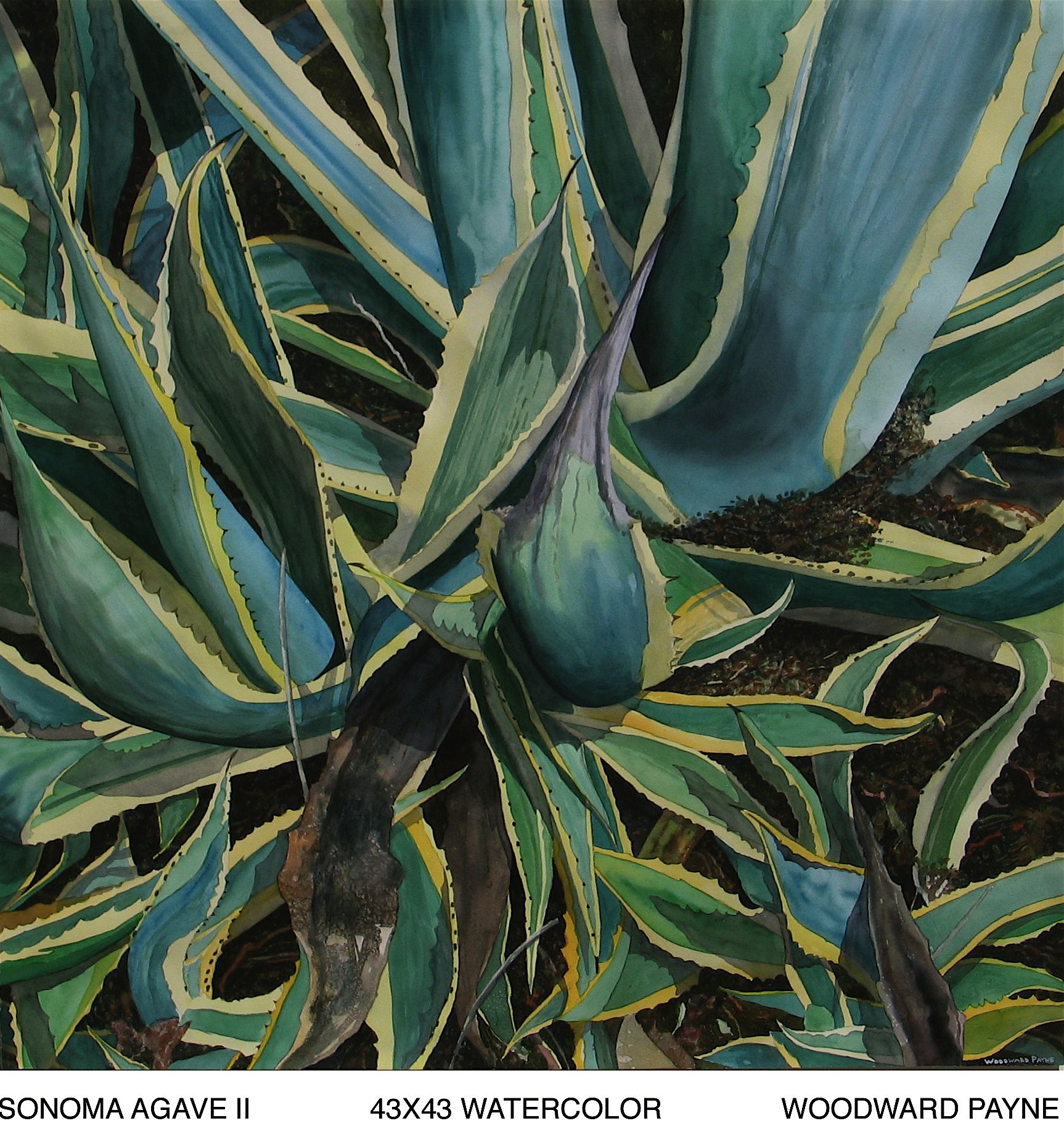 SONOMA AGAVE II 43X43 WATERCOLOR.jpg