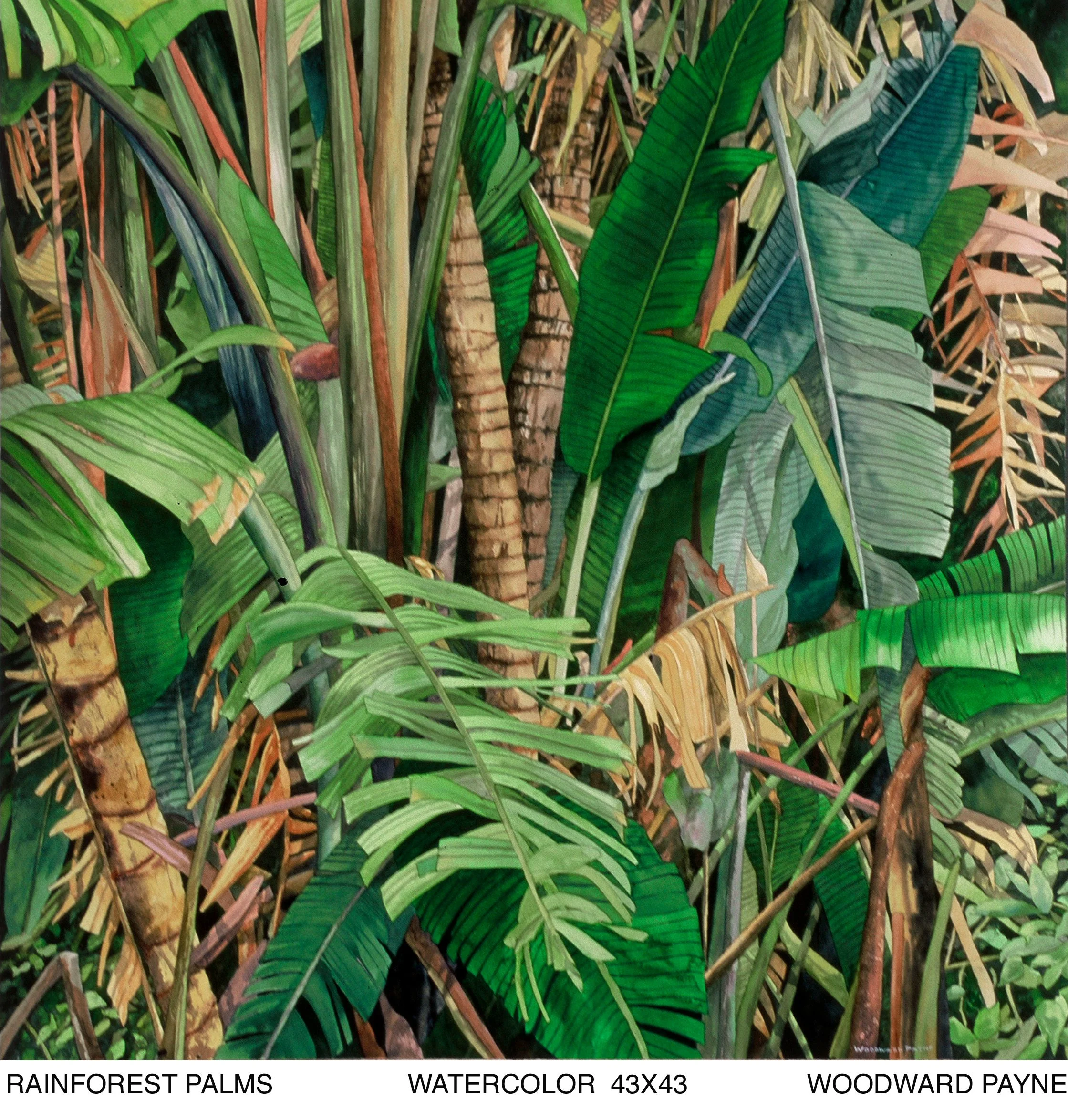 RAINFOREST PALMS V watercolor 43X43.jpg