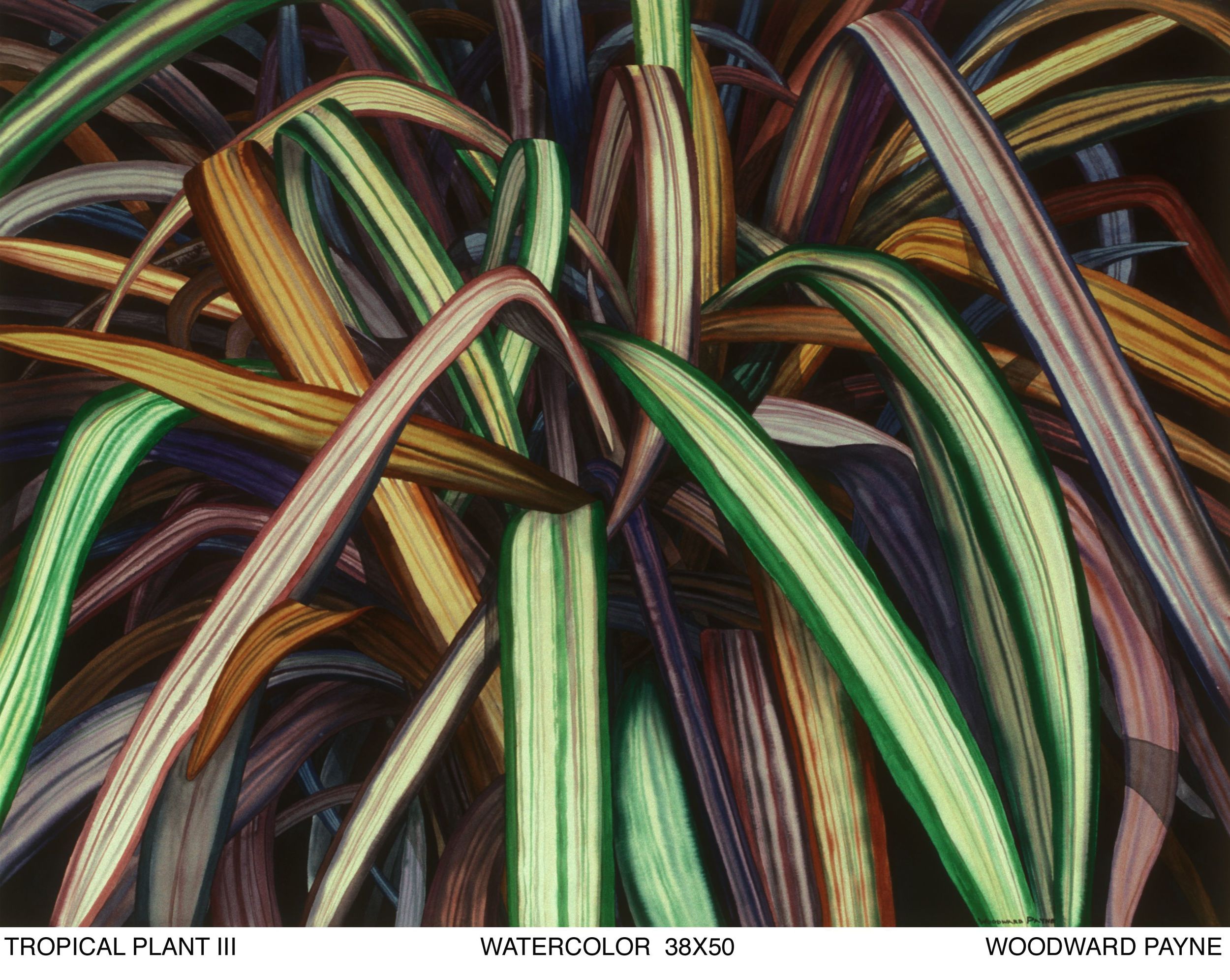 TROPICAL PLANT III 38X50 WC.jpg