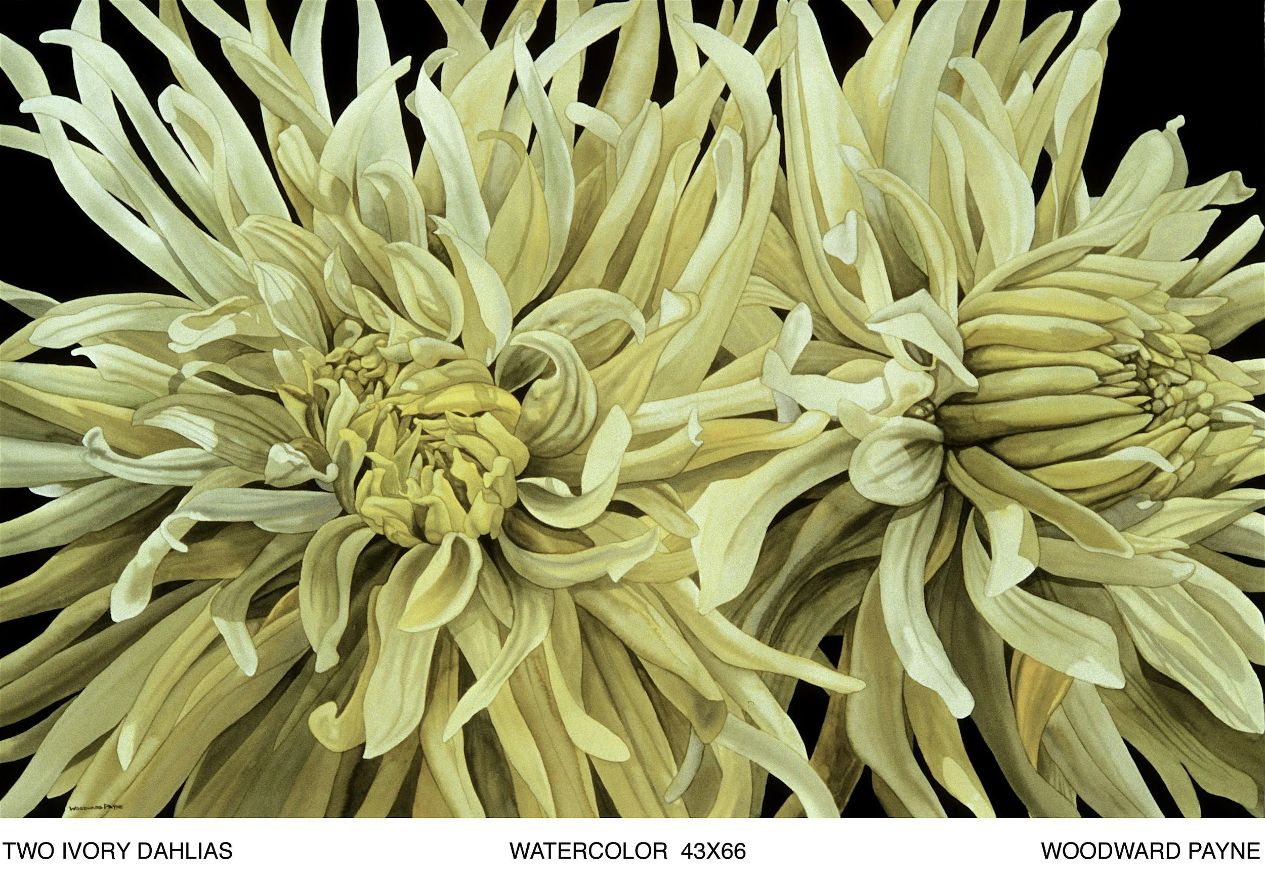 TWO IVORY DAHLIAS 43X66 WC .jpg