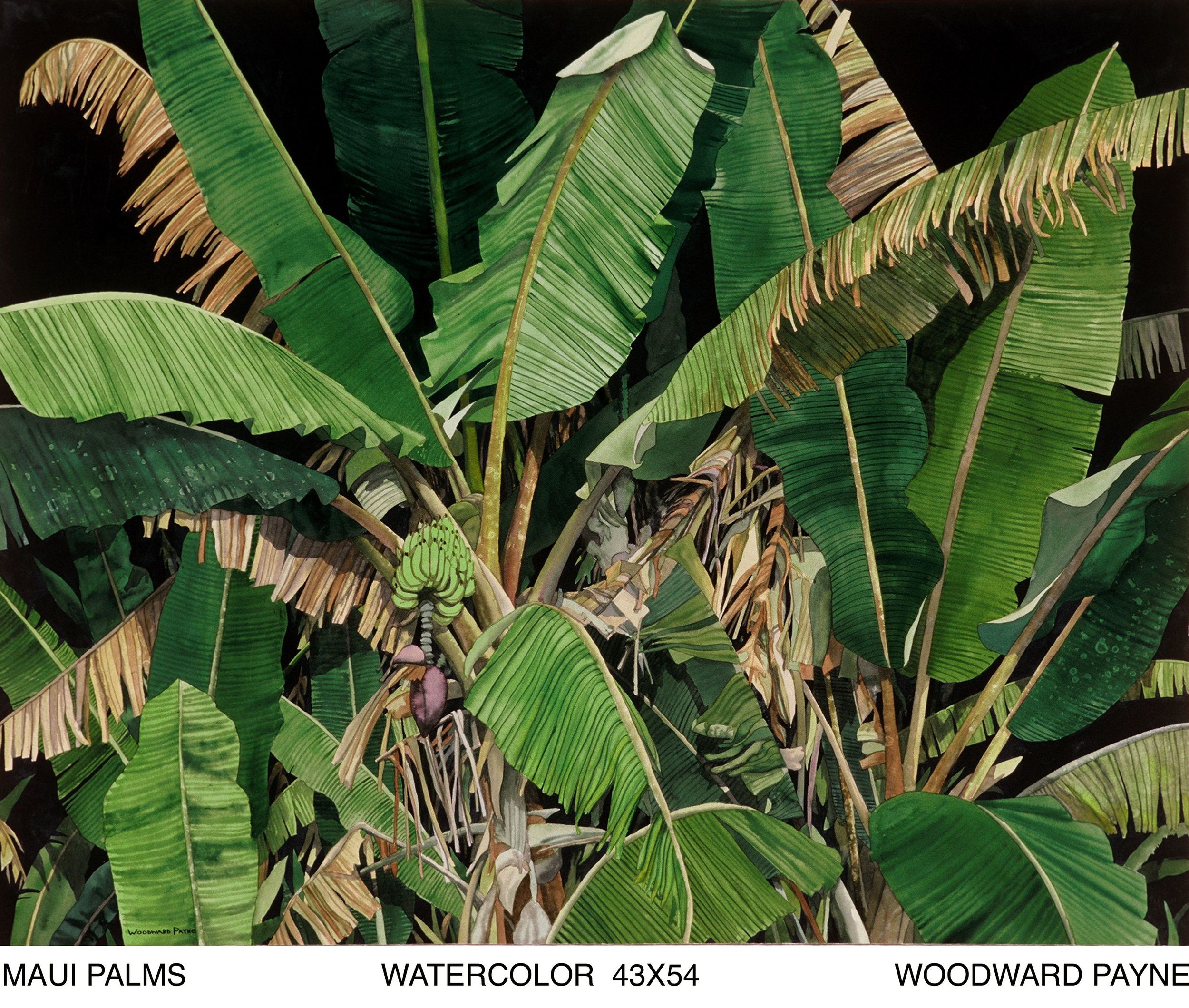 MAUI PALMS 43X54 WATERCOLOR.jpg