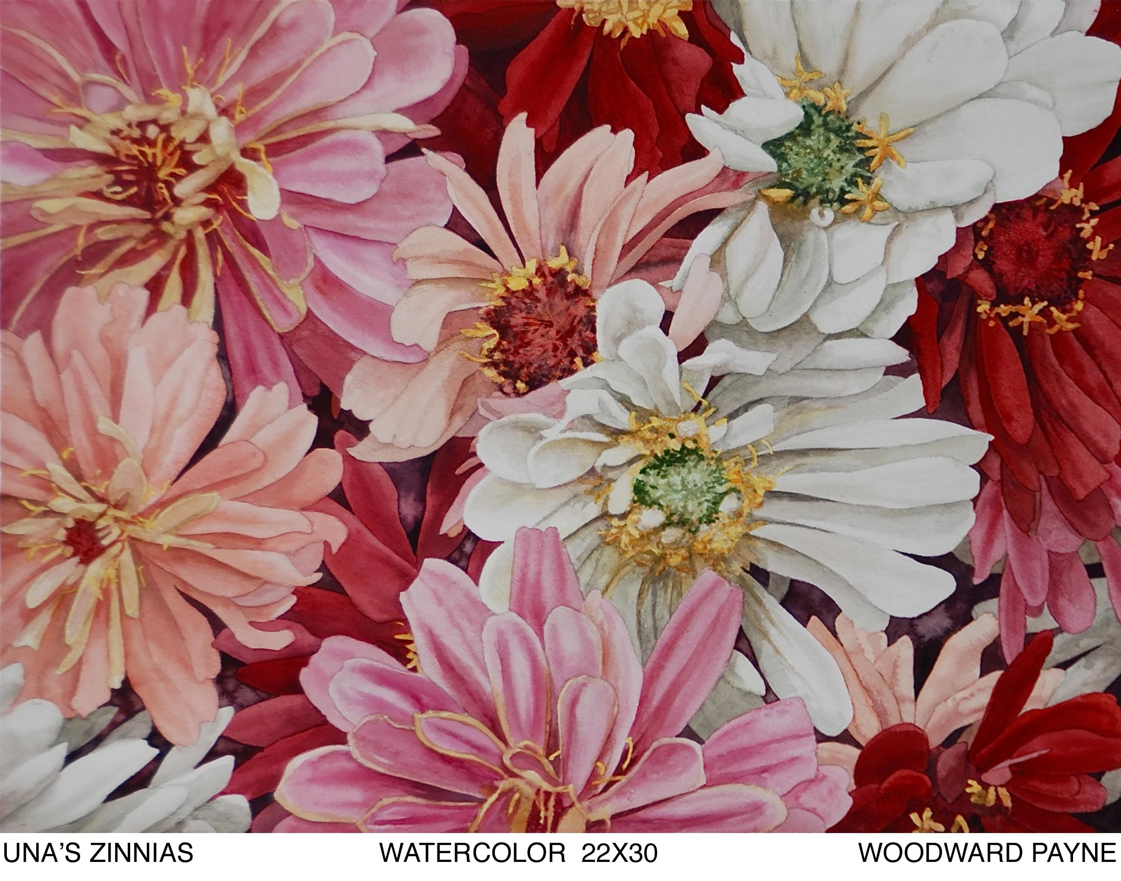UNA'S ZINNIA'S 22X30 watercolor.jpg