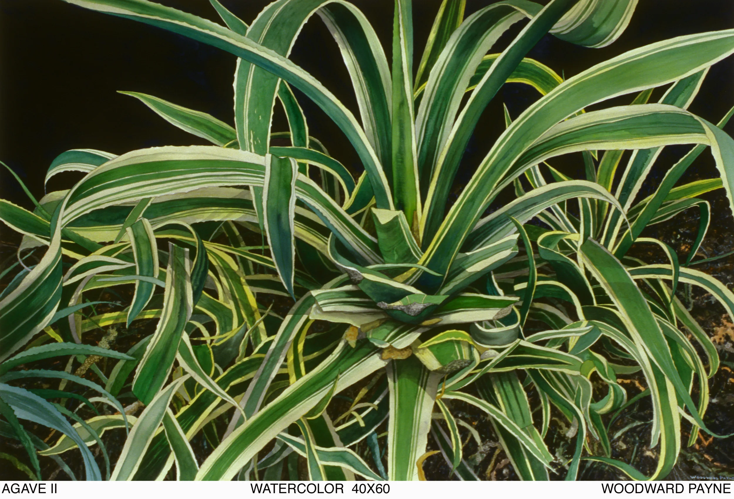 AGAVE II 40X60, WC .jpg