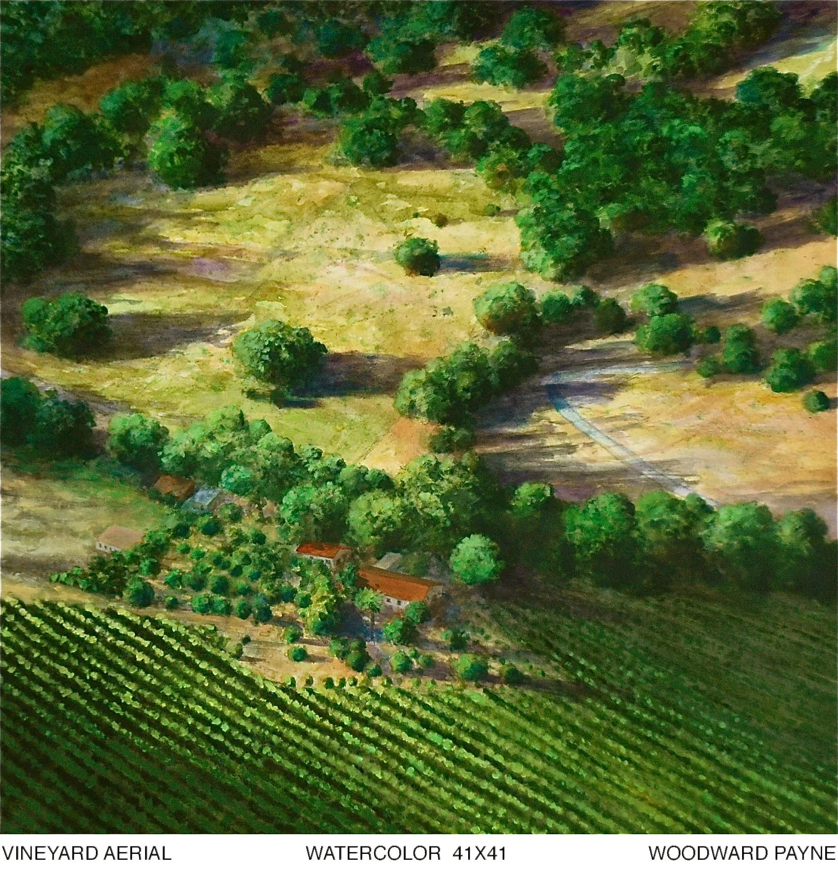 VINEYARD AERIAL 41X41 watercolor.jpg