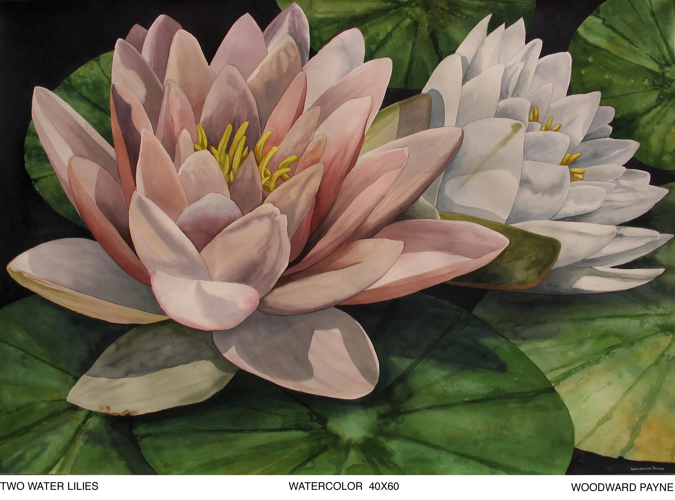 TWO WATERLILIES watercolor 40x60.jpg