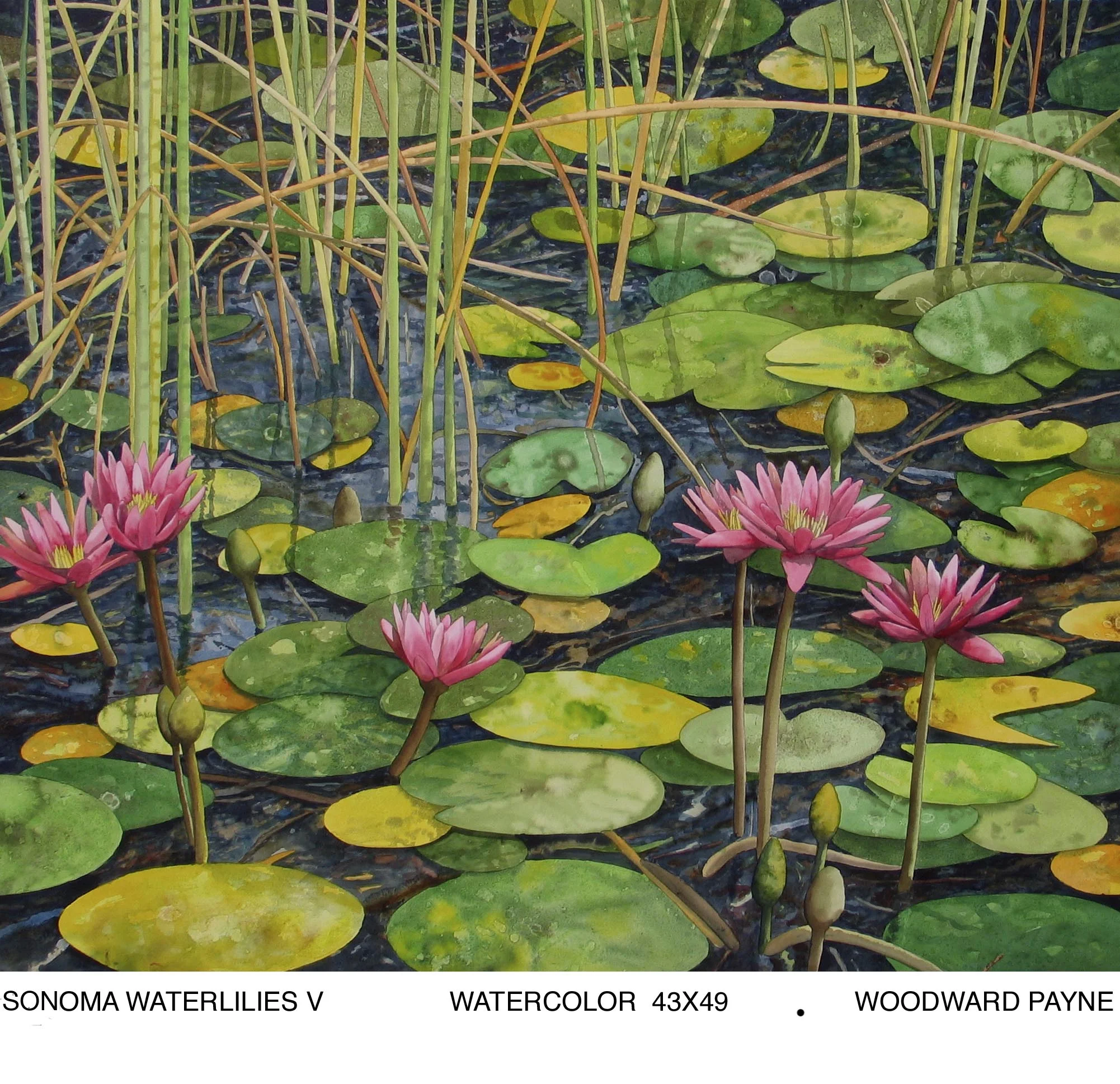 SONOMA WATERLILIES V 43X49 WATERCOLOR.jpg
