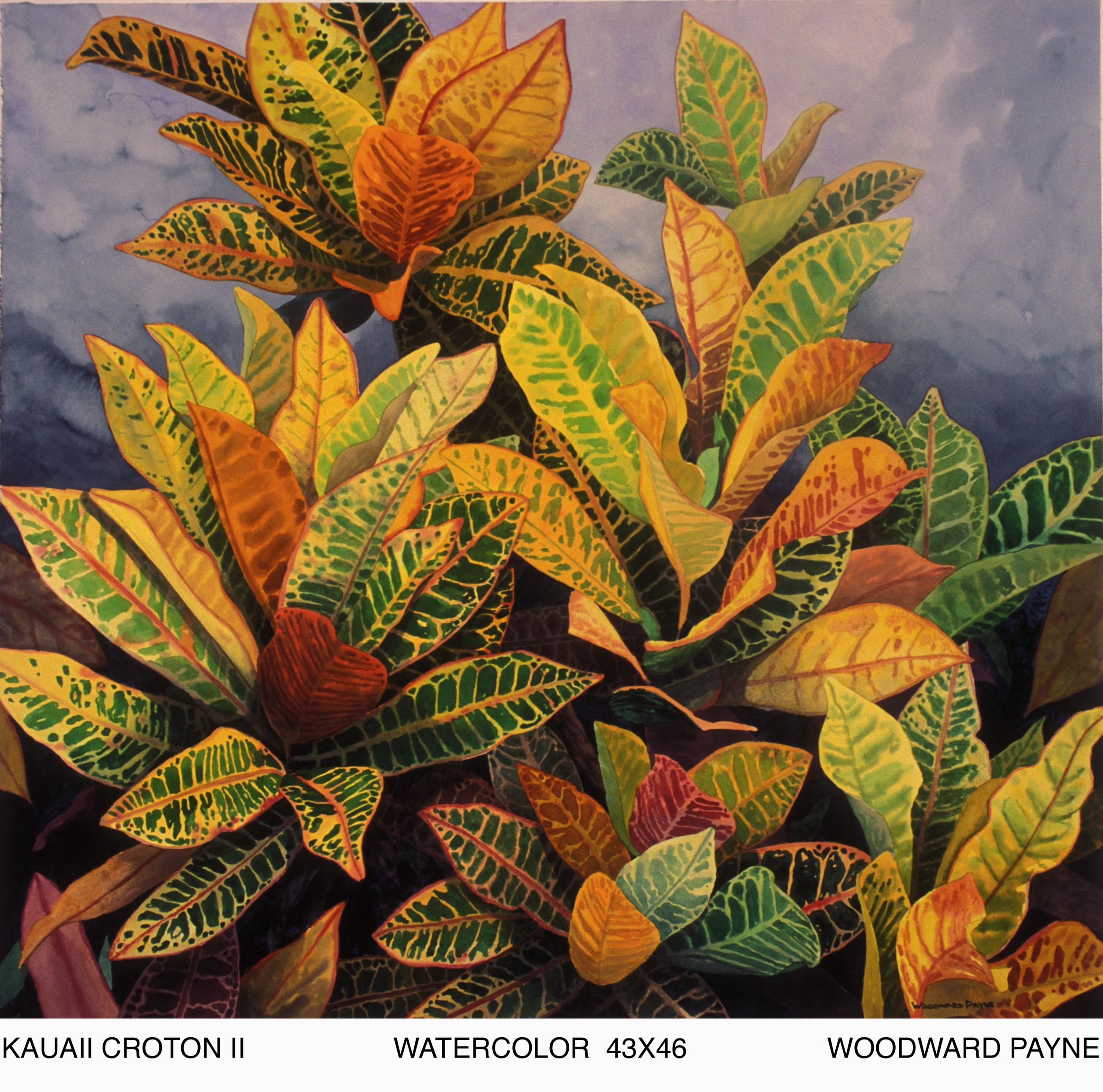 KAUAI CROTON II 43X46 .jpg