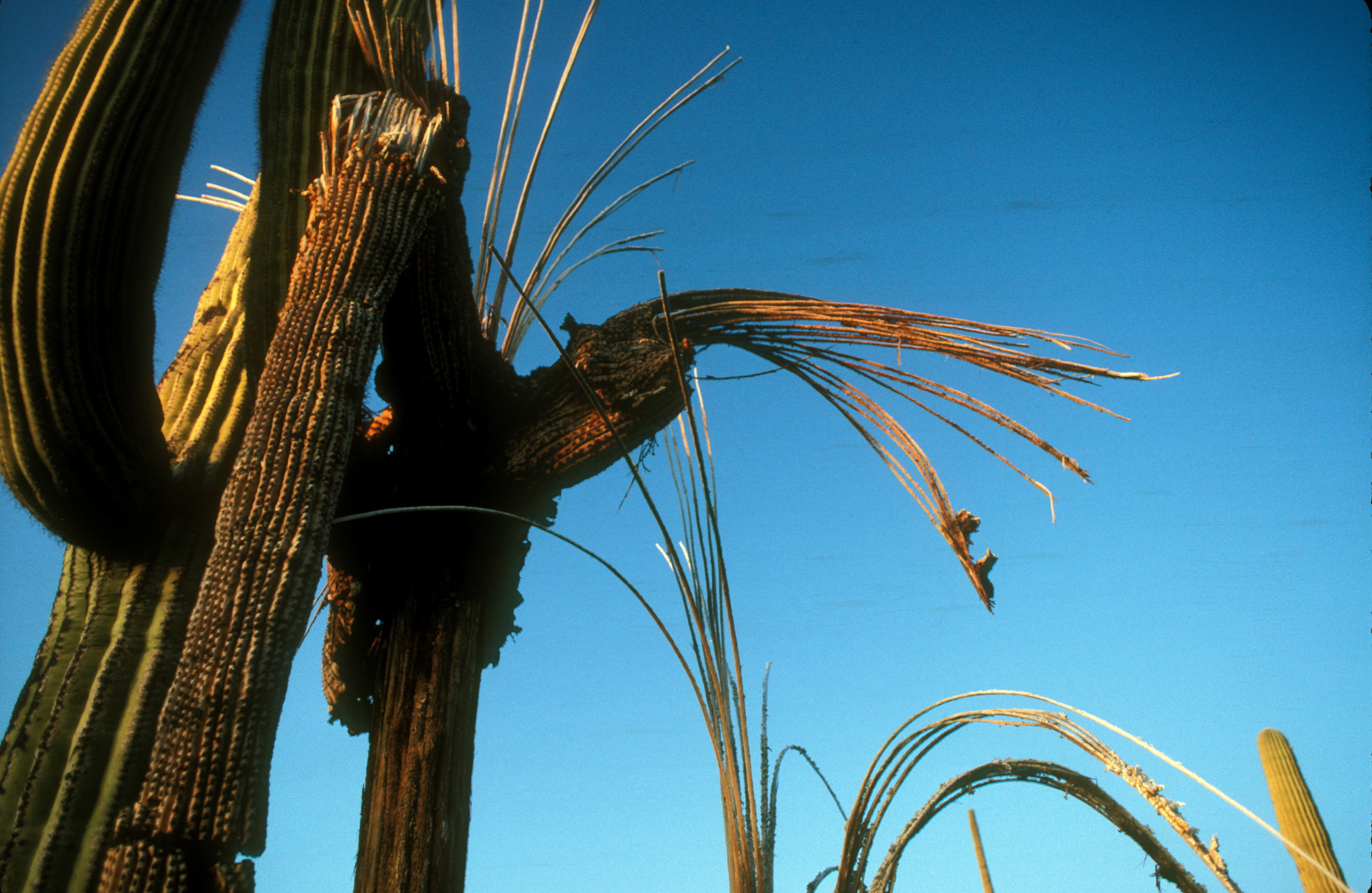 DEAD SAGUAROS .jpg