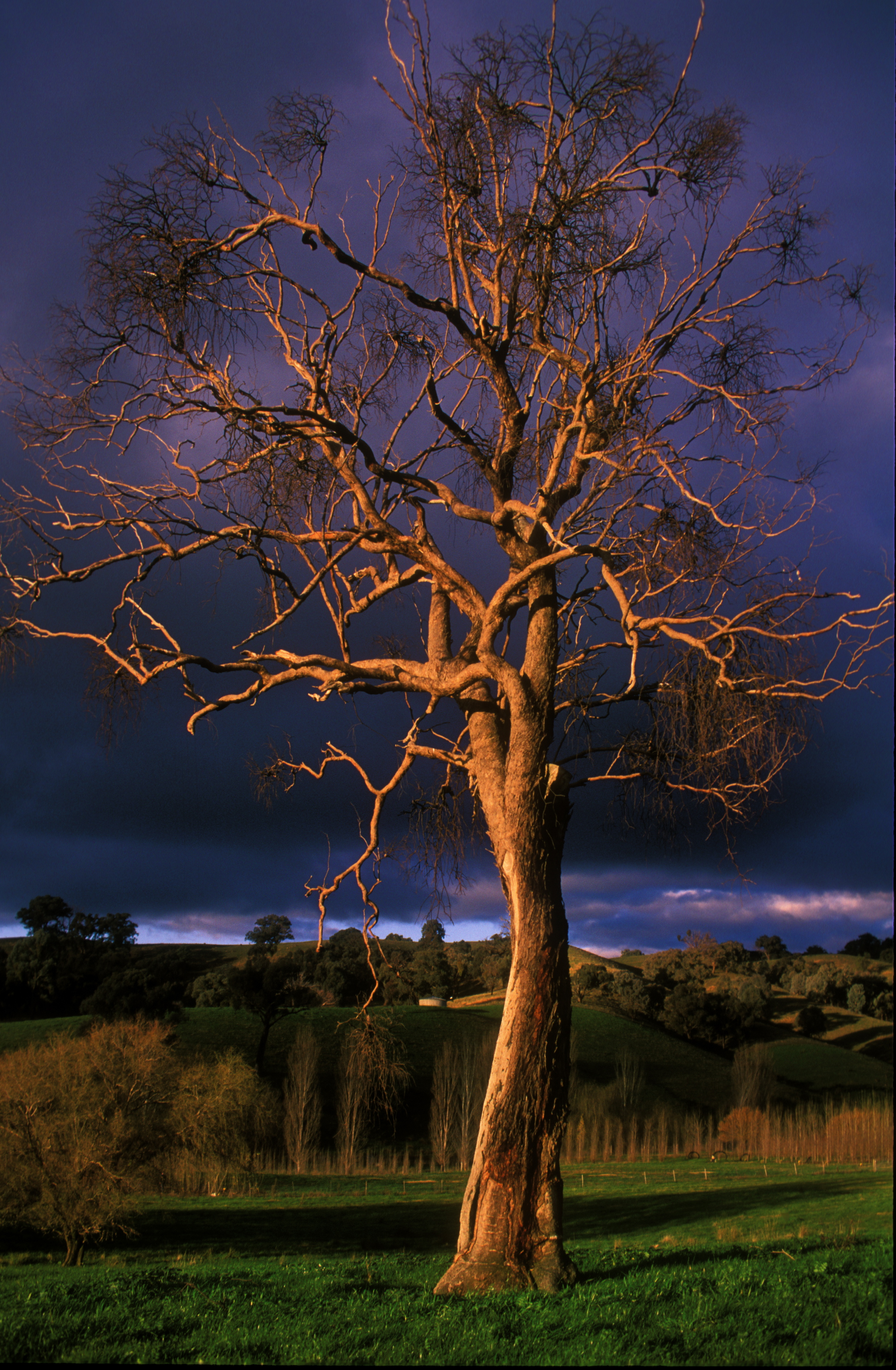 GUM TREE, AUSTRALIA .jpg