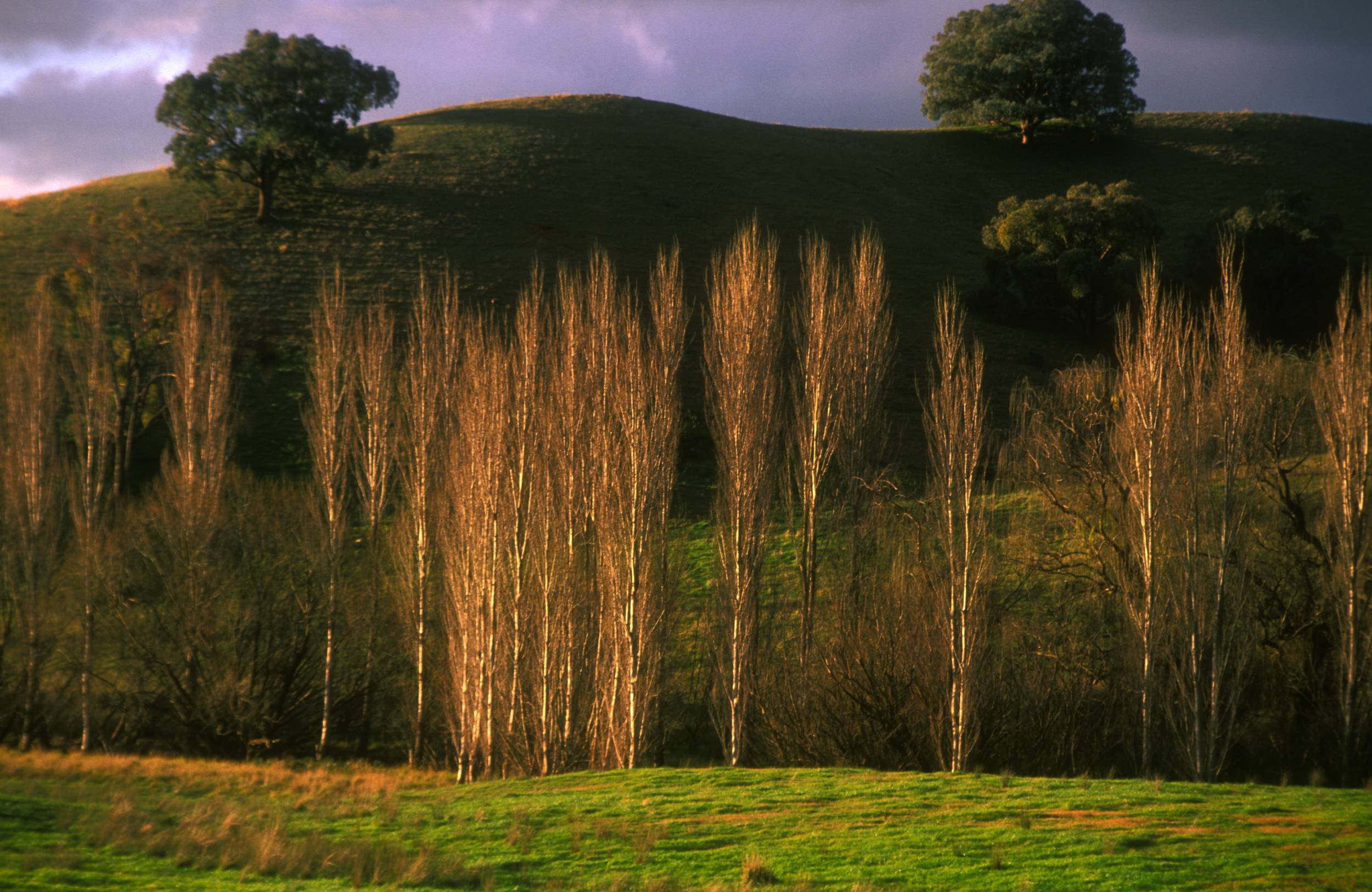 POPLARS, NSW .jpg