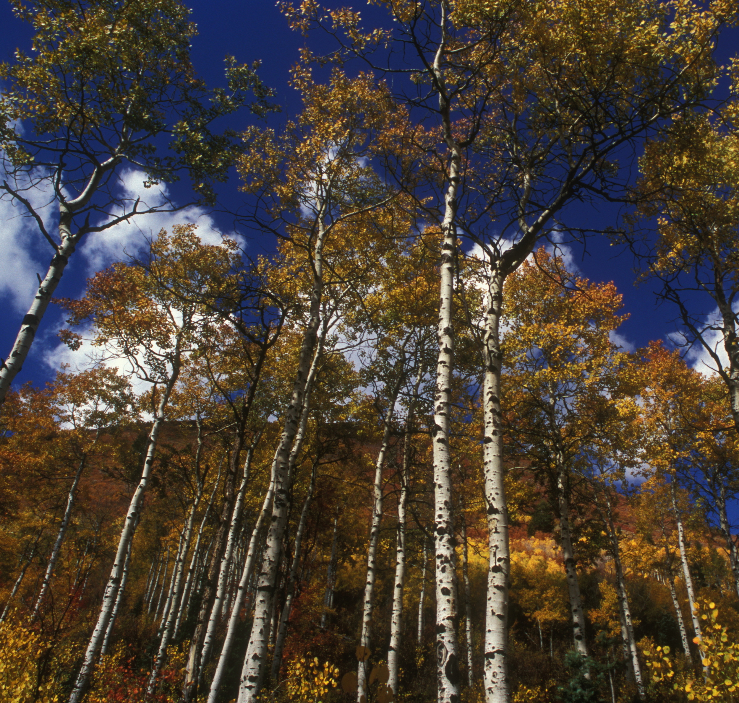 FALL ASPEN 2 .jpg