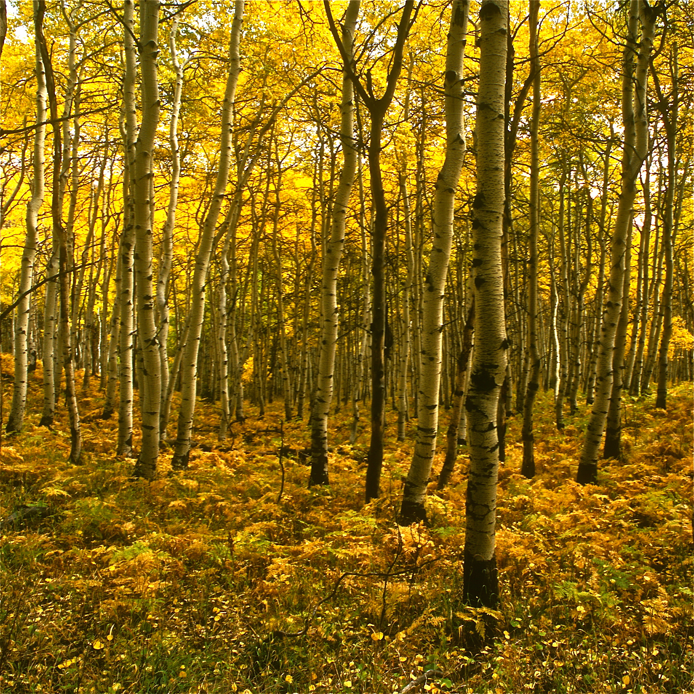 FALL ASPEN.jpg