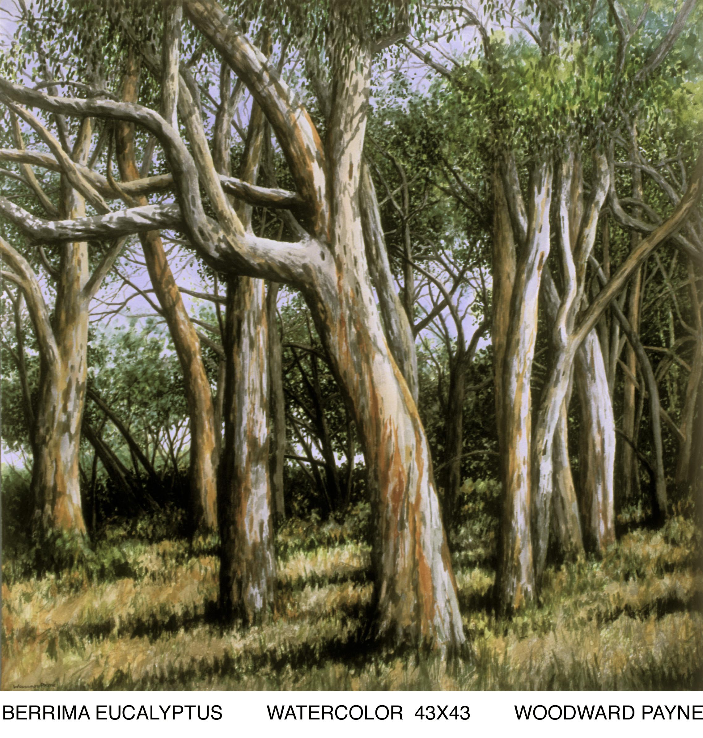 BERRIMA EUCALYPTUS 43X43 WC.jpg