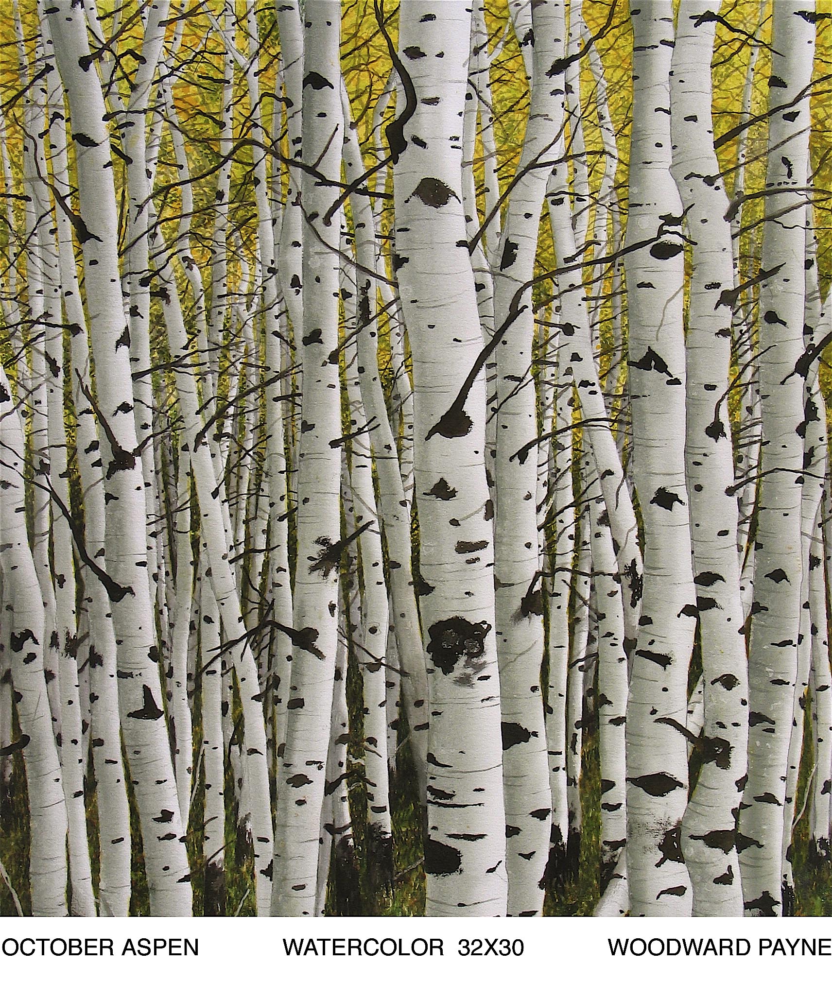 OCTOBER ASPEN 32X30 WATERCOLOR.jpg