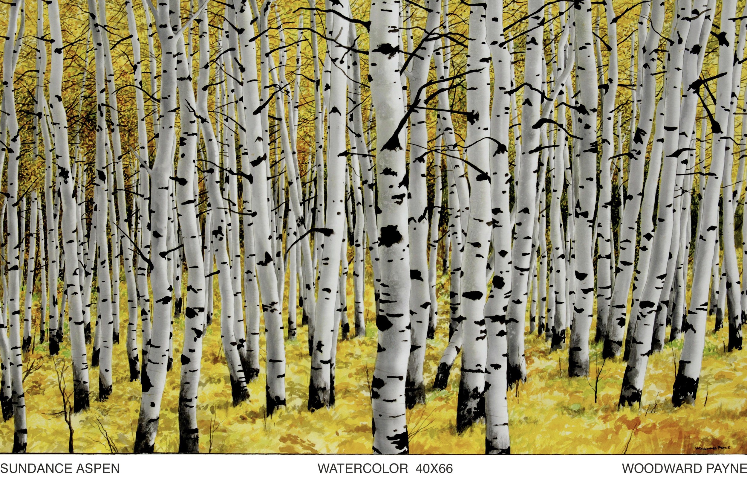 SUNDANCE ASPEN 40X66 watercolor.jpeg