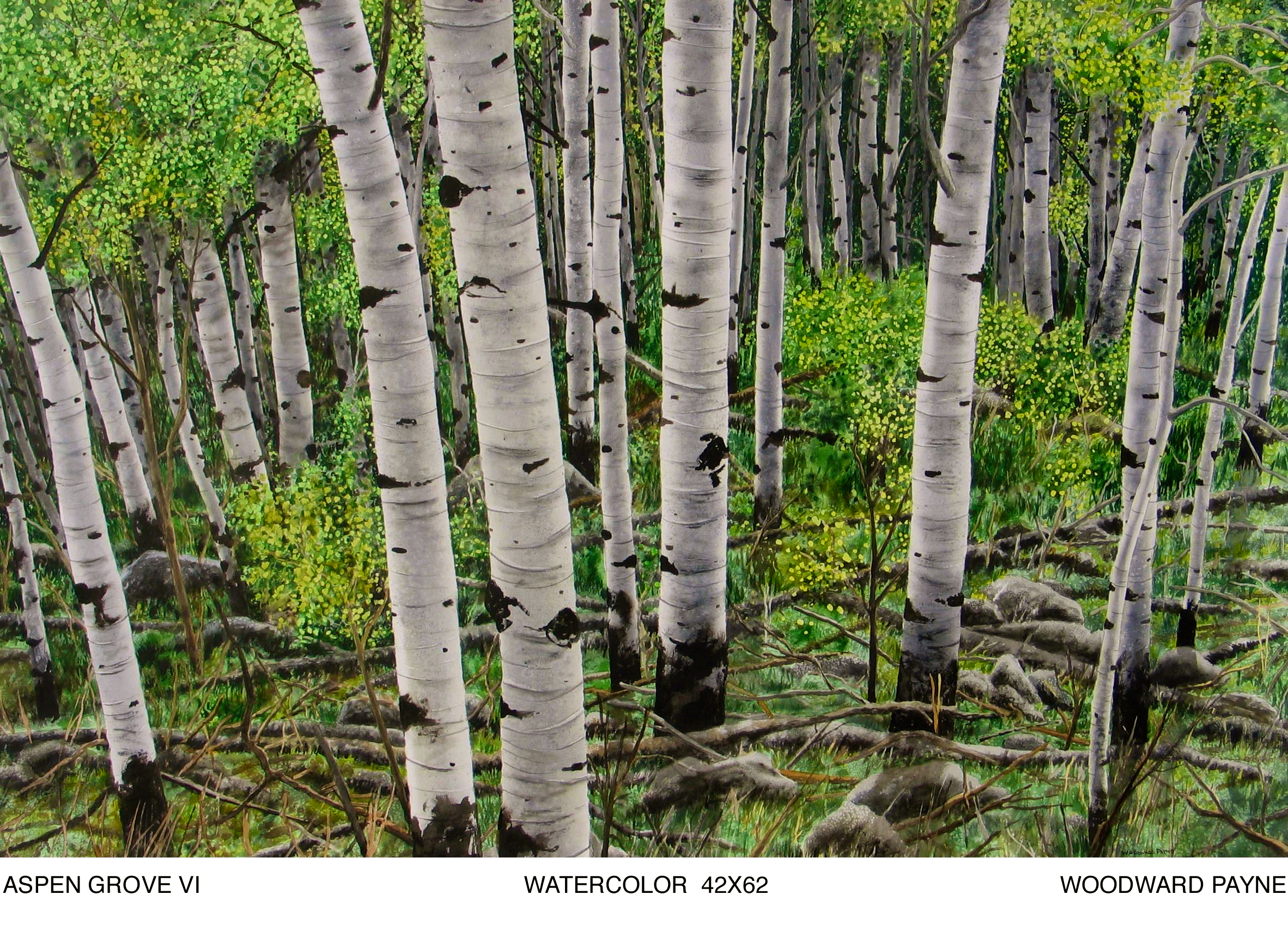ASPEN GROVE VI 42X62 watercolor.jpg