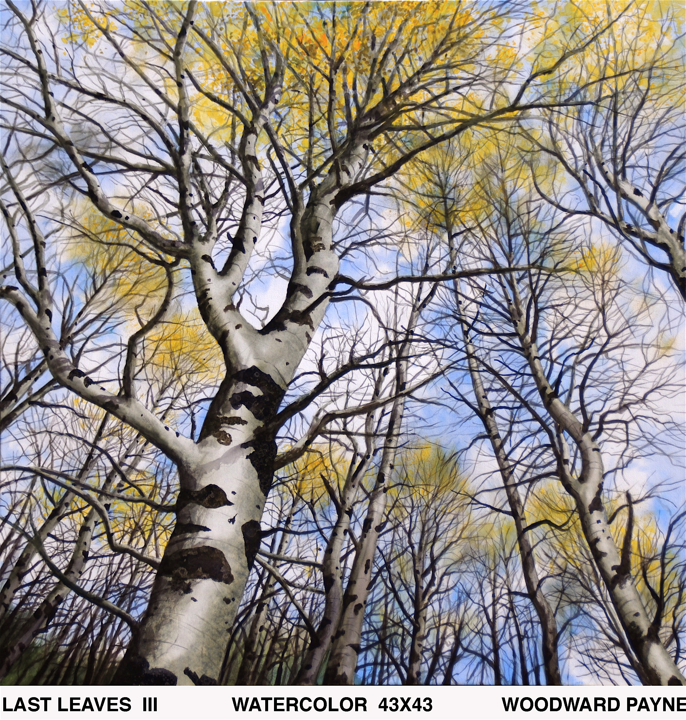 LAST LEAVES III 43X43 watercolor_2.jpg