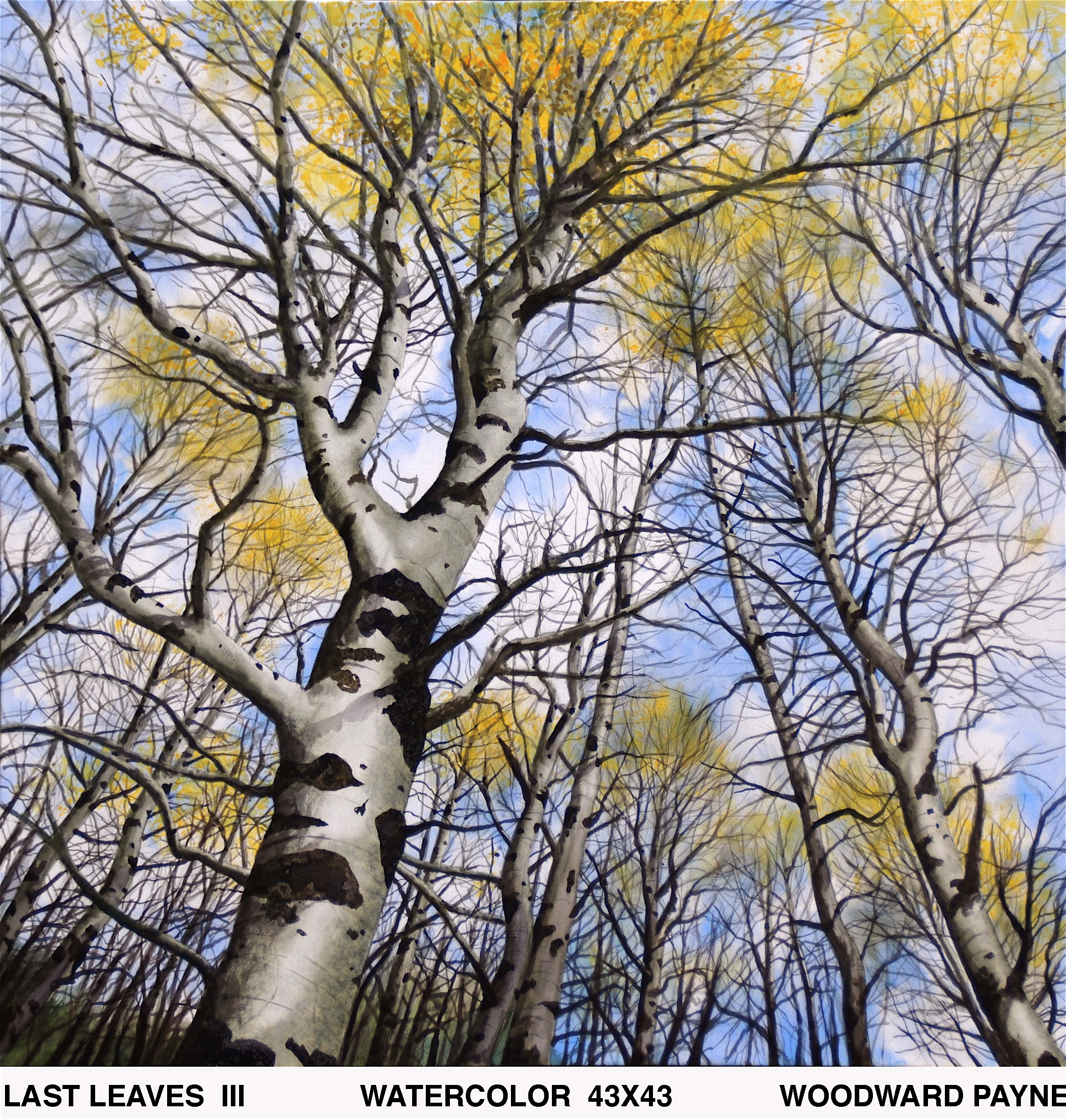 LAST LEAVES III 43X43 watercolor_2.jpg