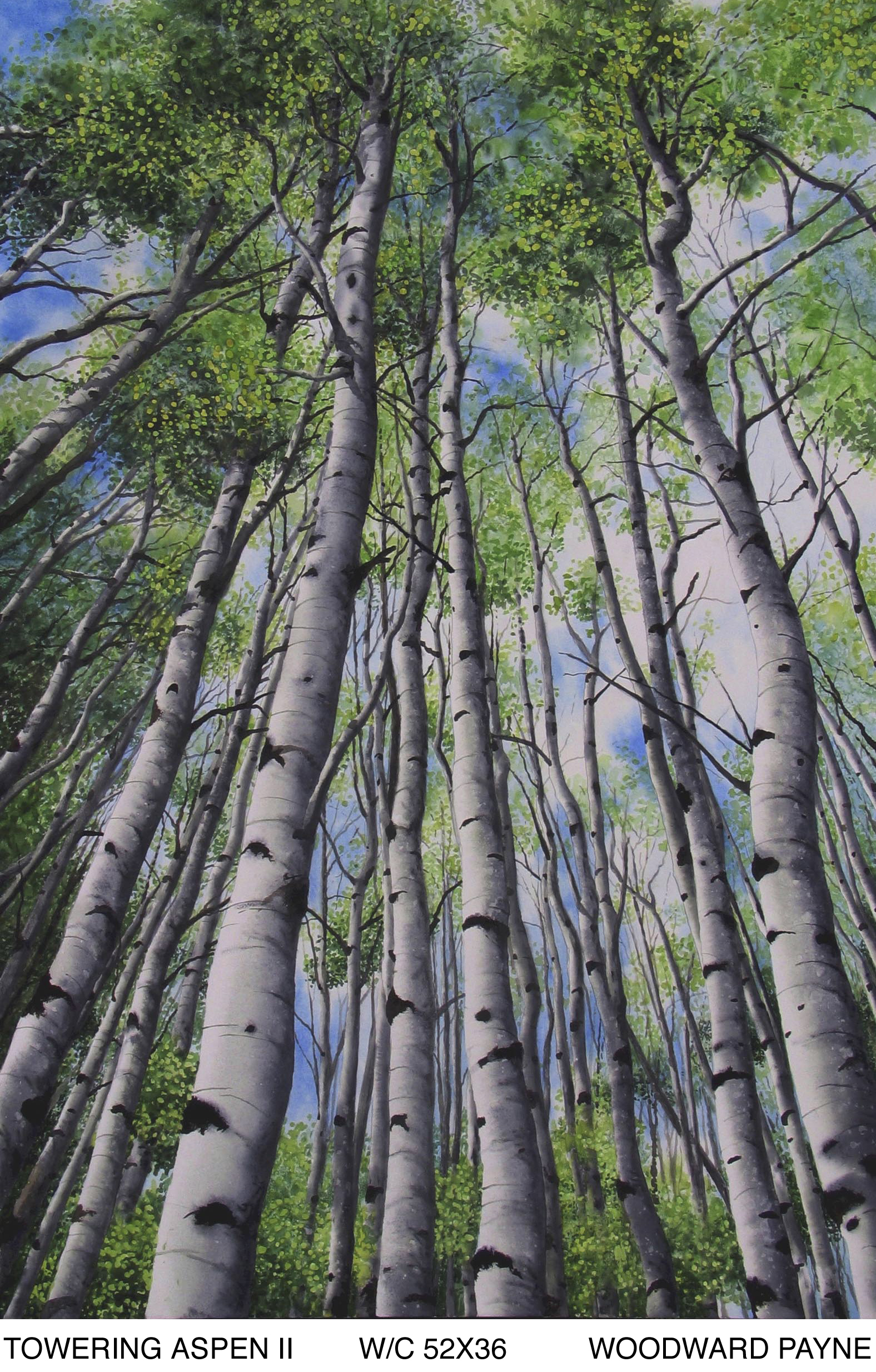 TOWERING ASPEN II 52x36 watercolor copy.jpg