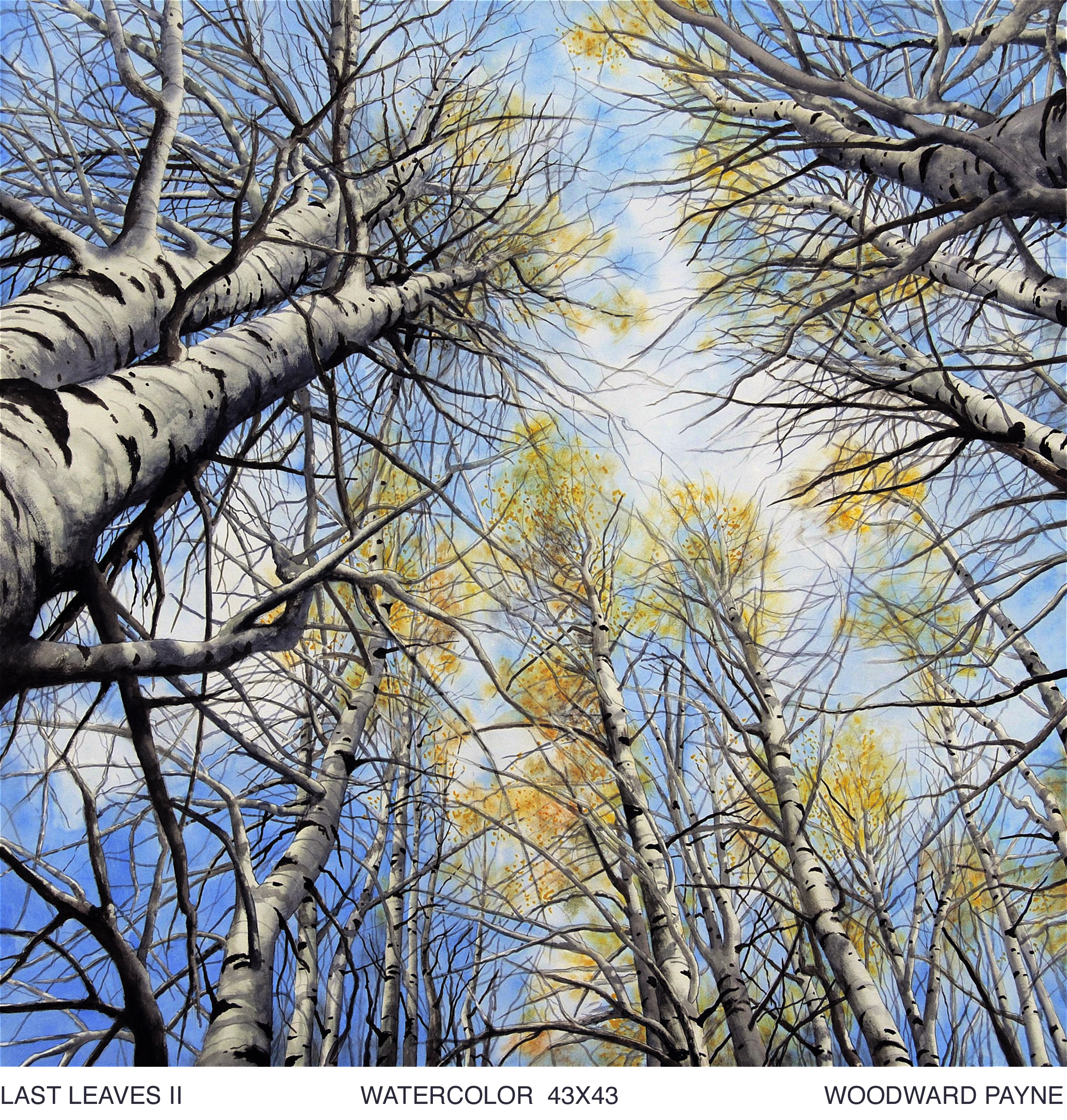 LAST LEAVES II 43X43 watercolor.jpg