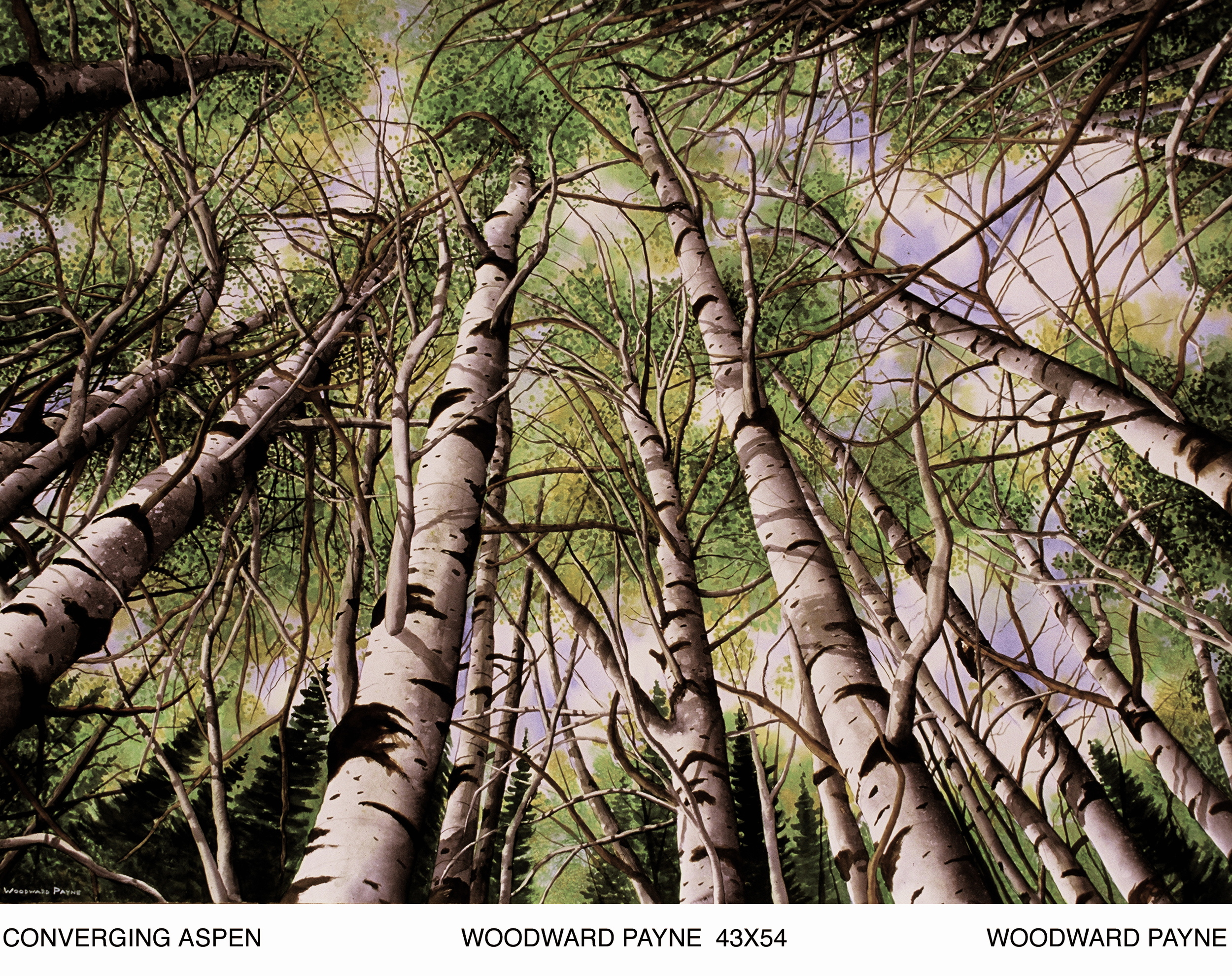 CONVERGING ASPEN 43X54 WATERCOLOR.jpg