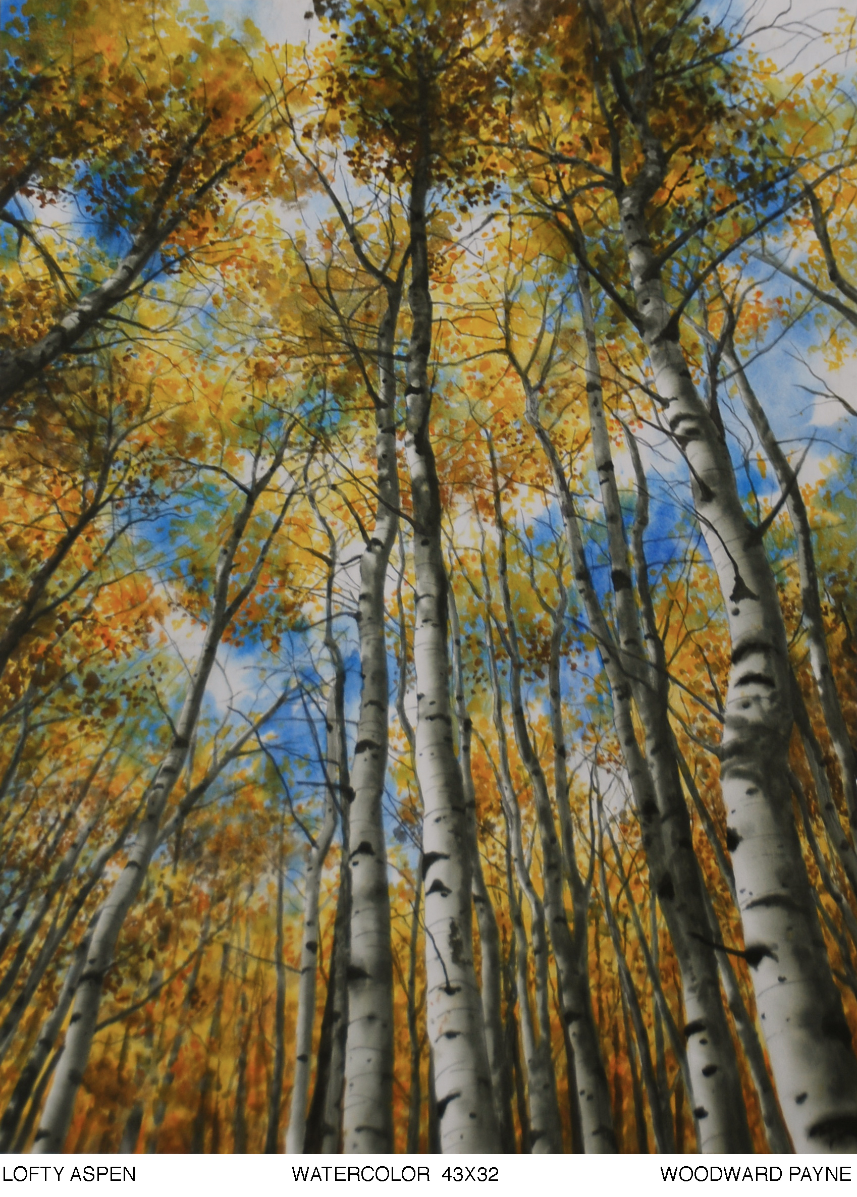 LOFTY ASPEN 43X32 watercolor.jpg