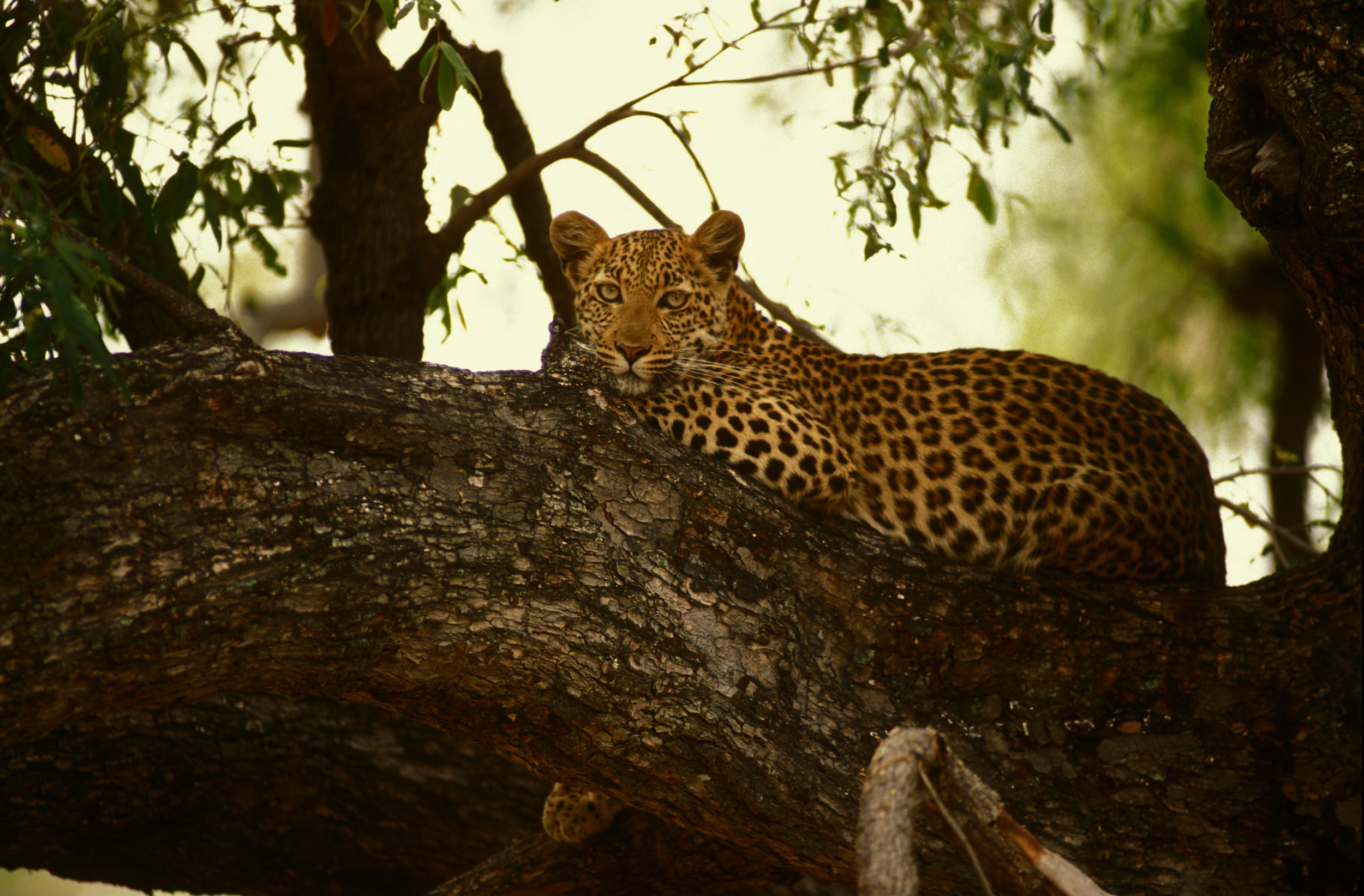 LEOPARD .jpg