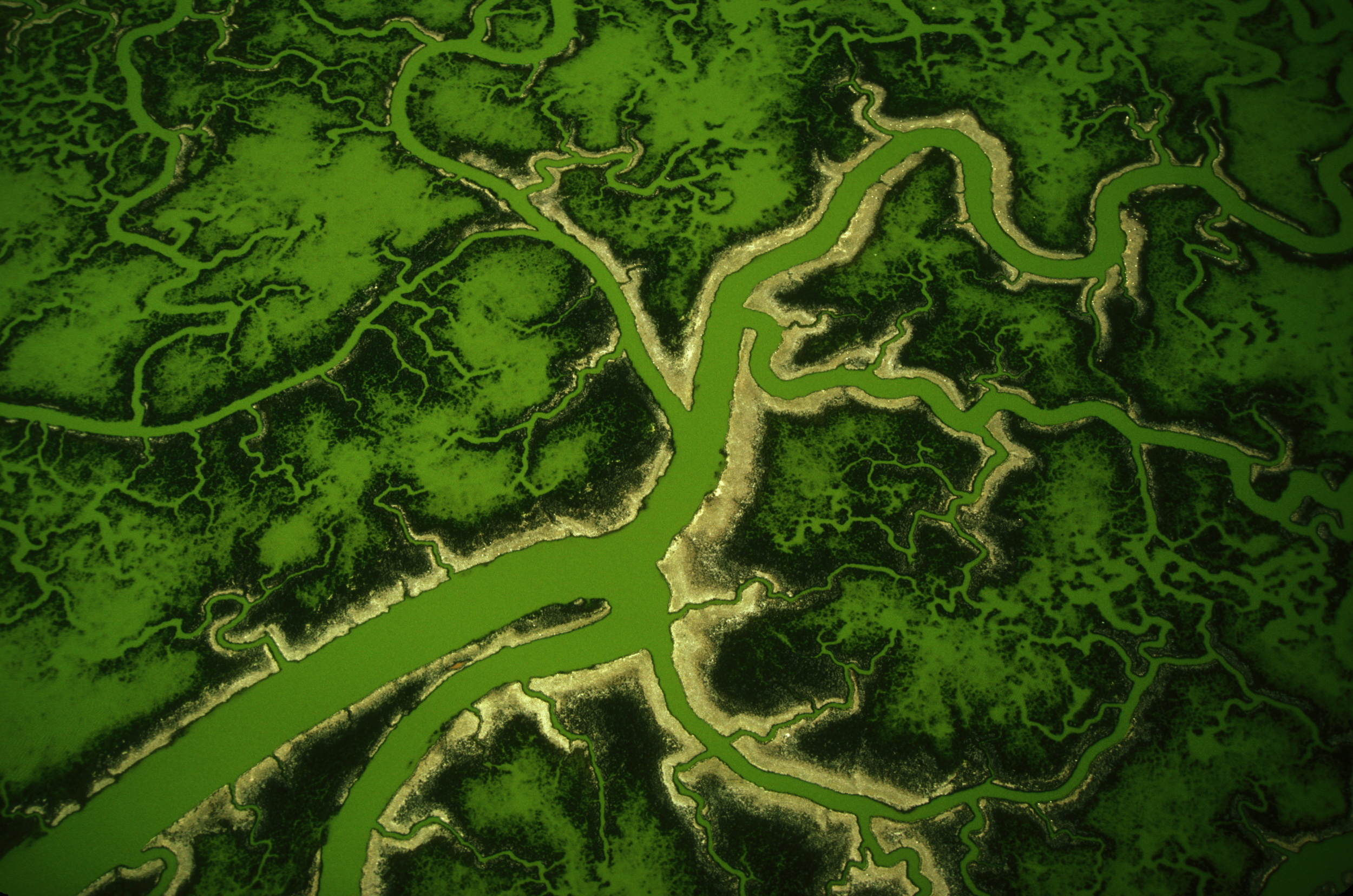 GREEN DRAGON.jpg