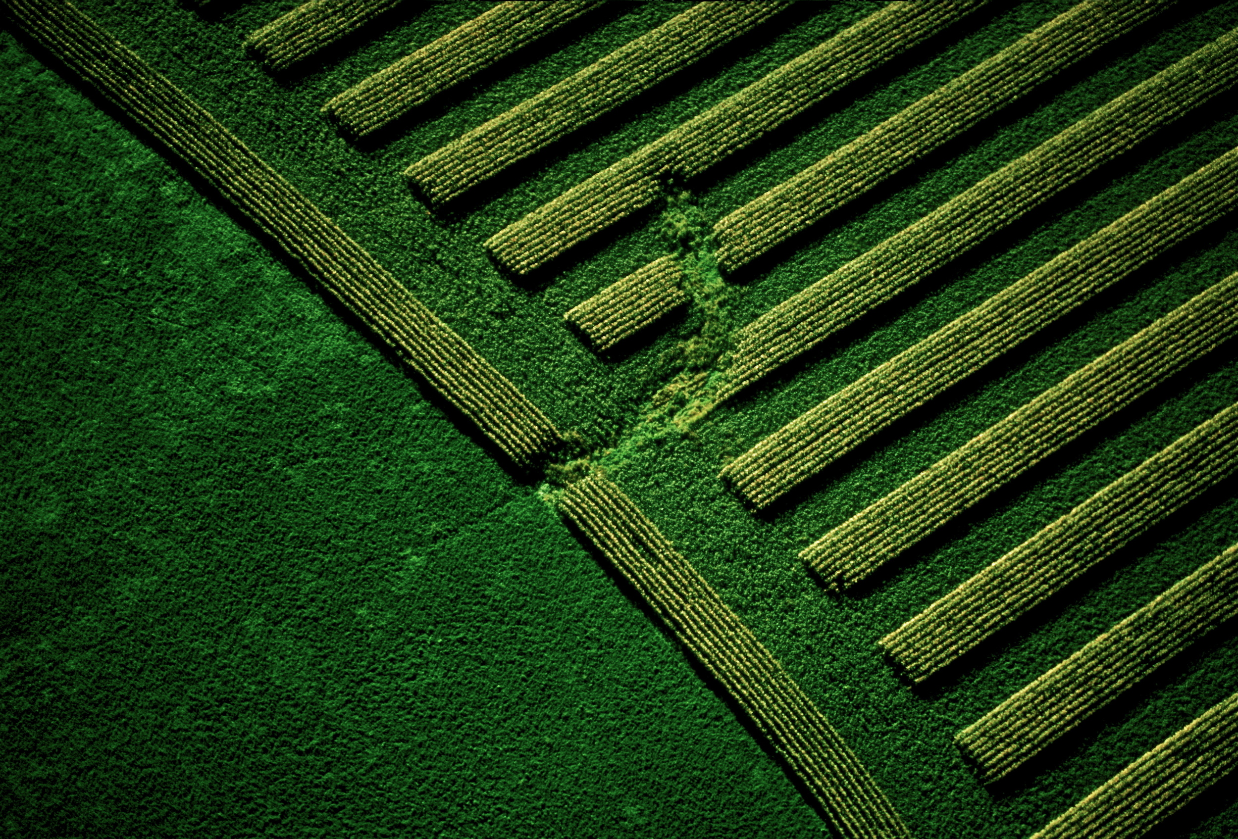 MINNISOTA FIELD 2.jpg