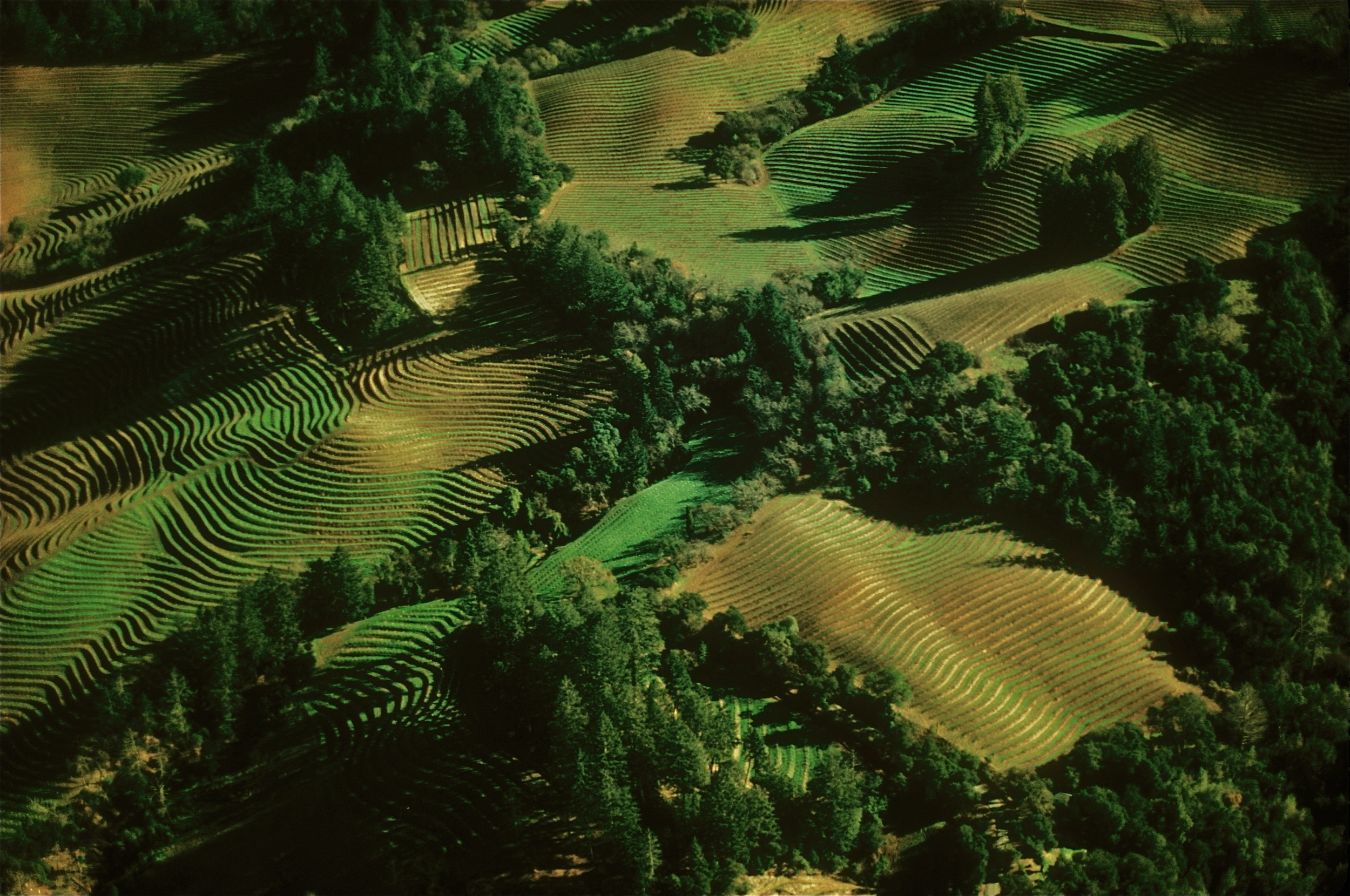 NAPA HILLS VINEYARDS 2.jpg