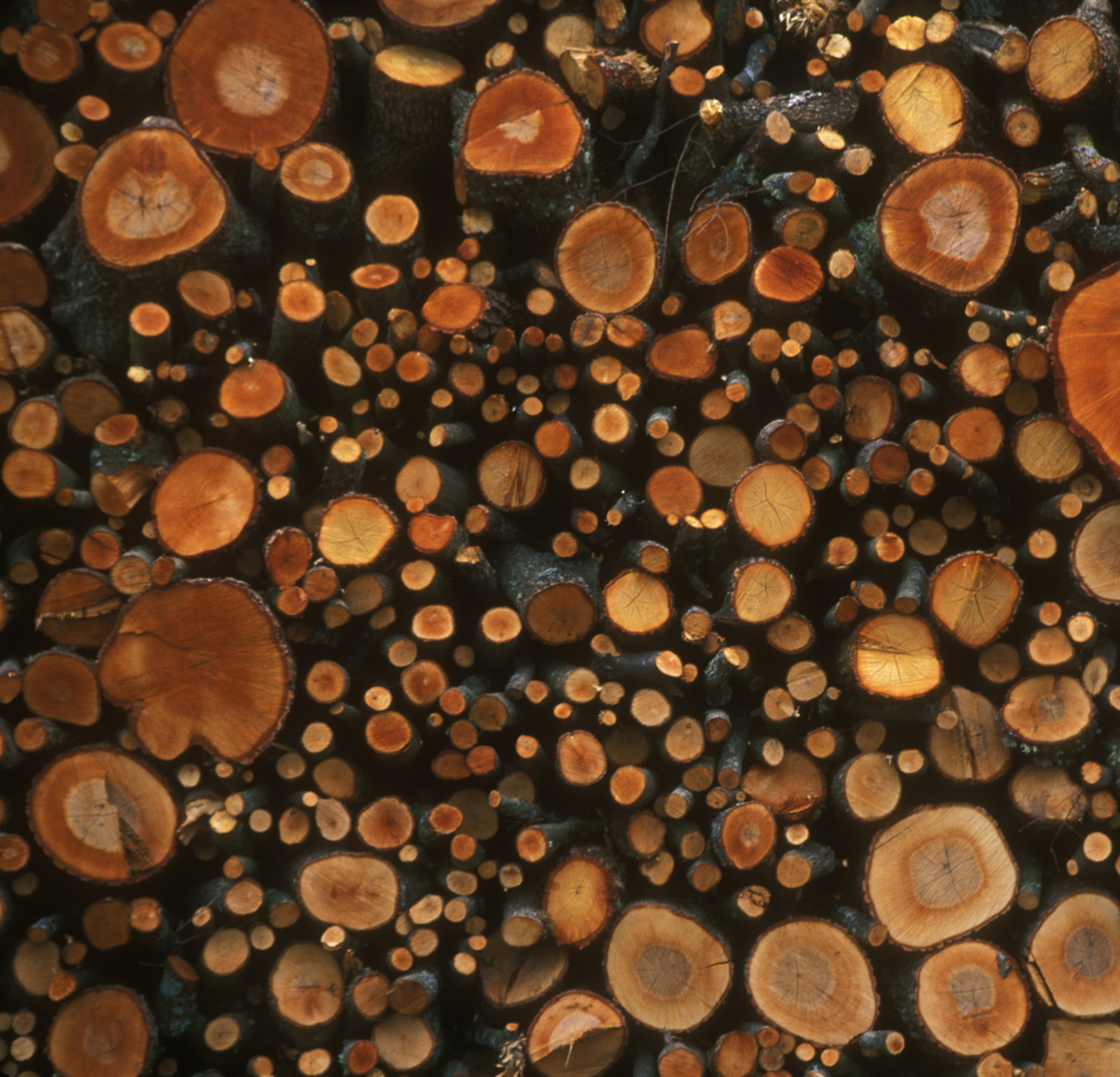WOODPILE.jpg