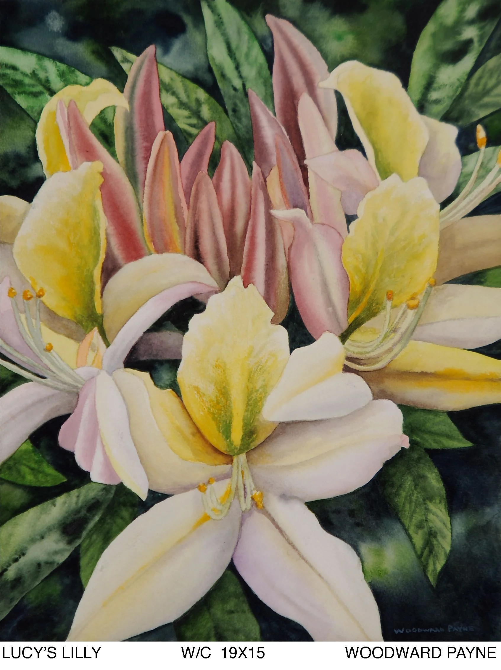 LUCY'S LILLY 19X15 watercolor.jpg