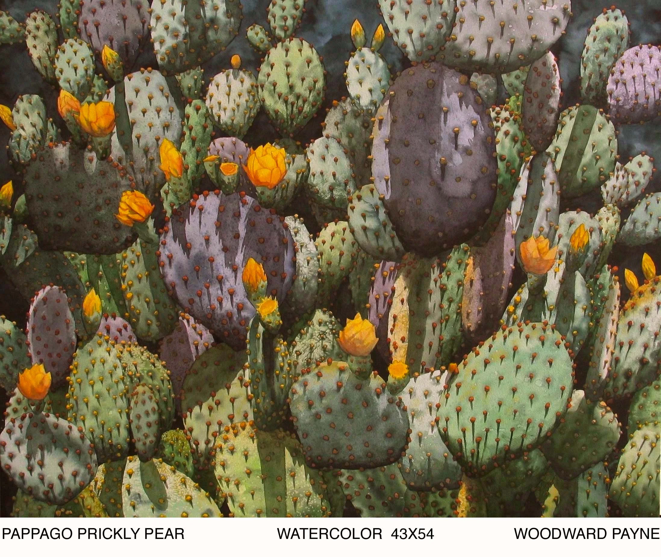 PAPPAGO PRICKLY PEAR 43X57 watercolor copy.jpg