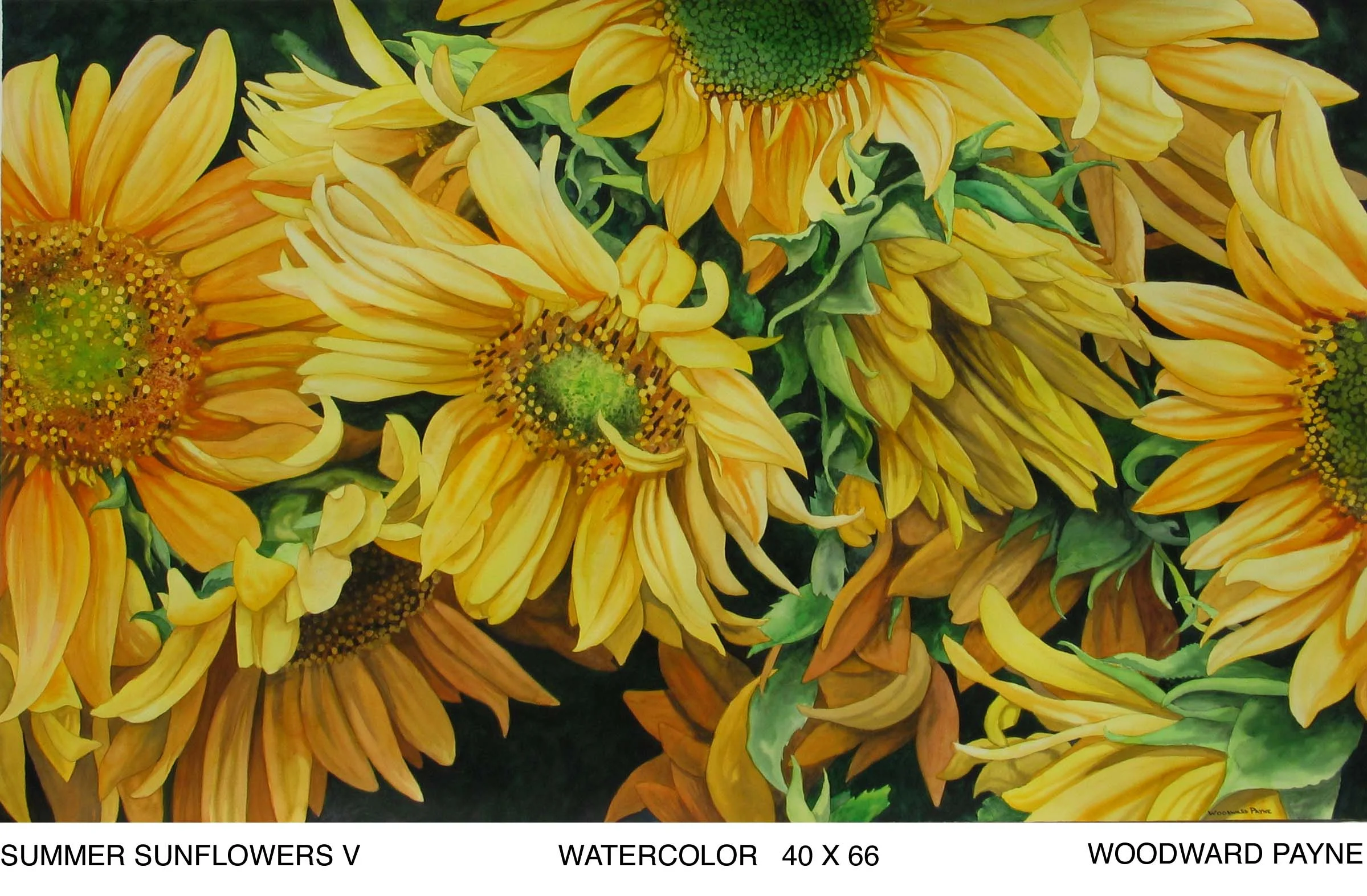 SUMMER SUNFLOWERS V copy.jpg