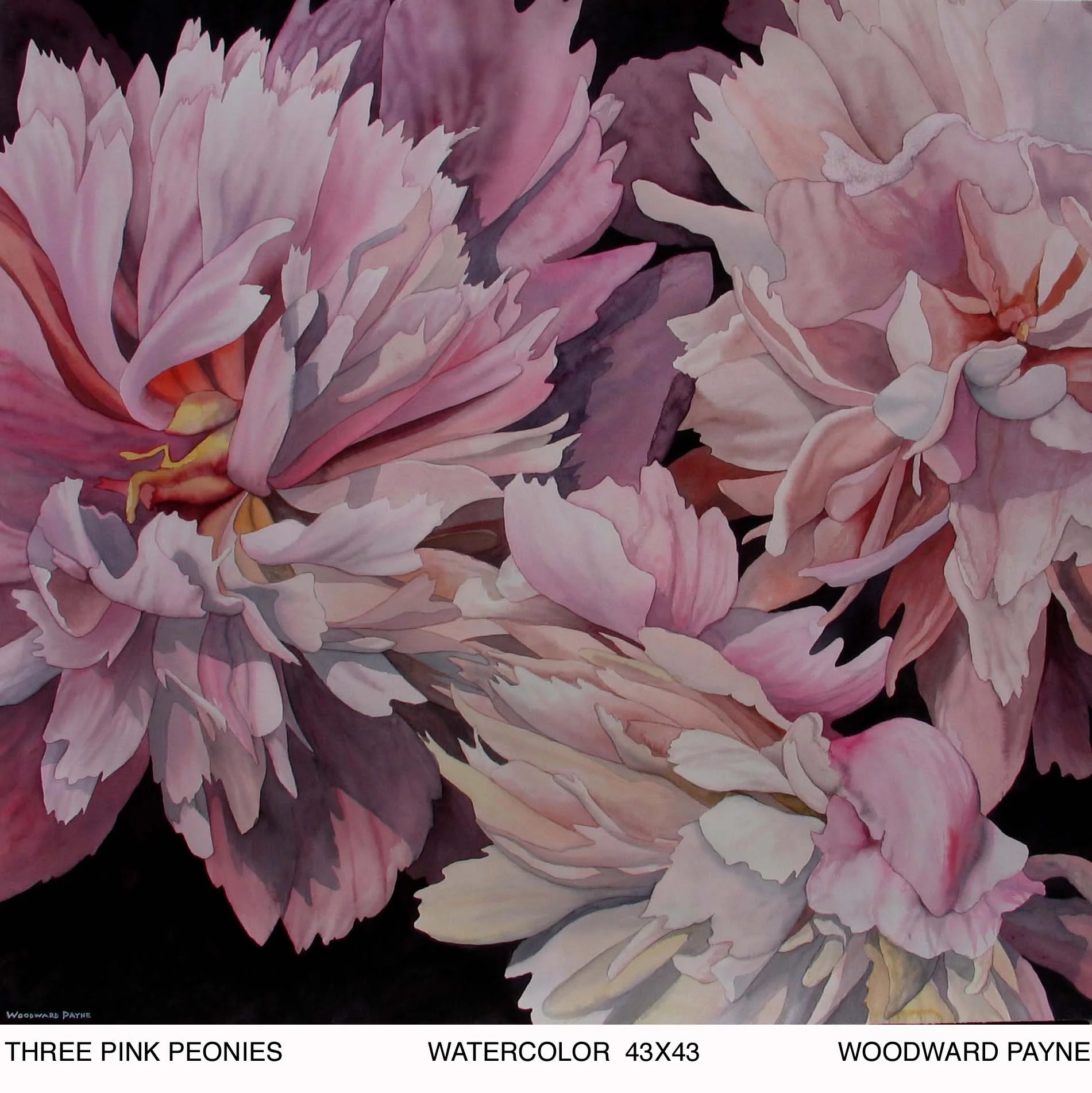 THREE PINK PEONIES 43X43 watercolor copy.jpg