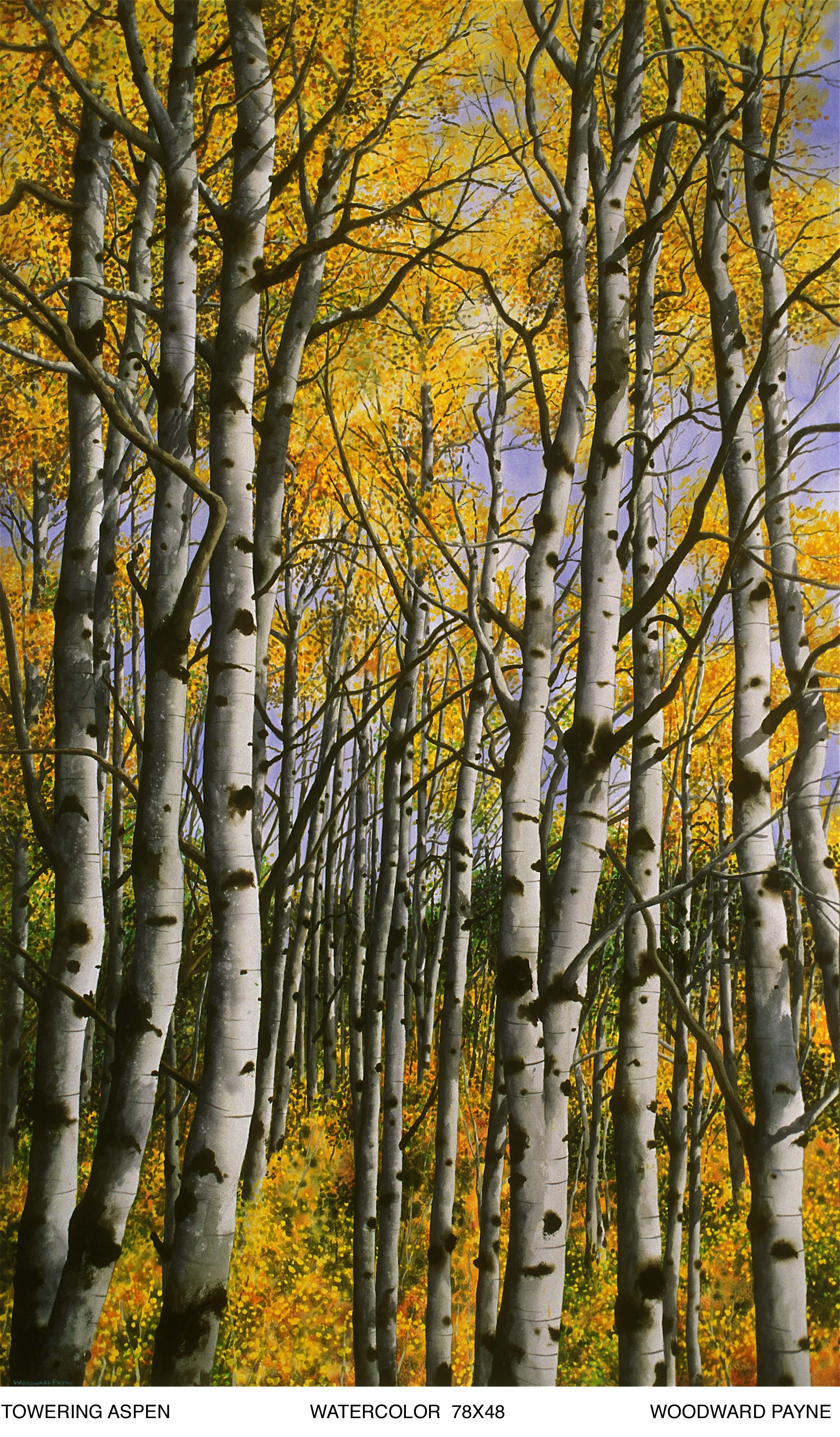TOWERING ASPEN 78X48 WC_1 copy.jpg