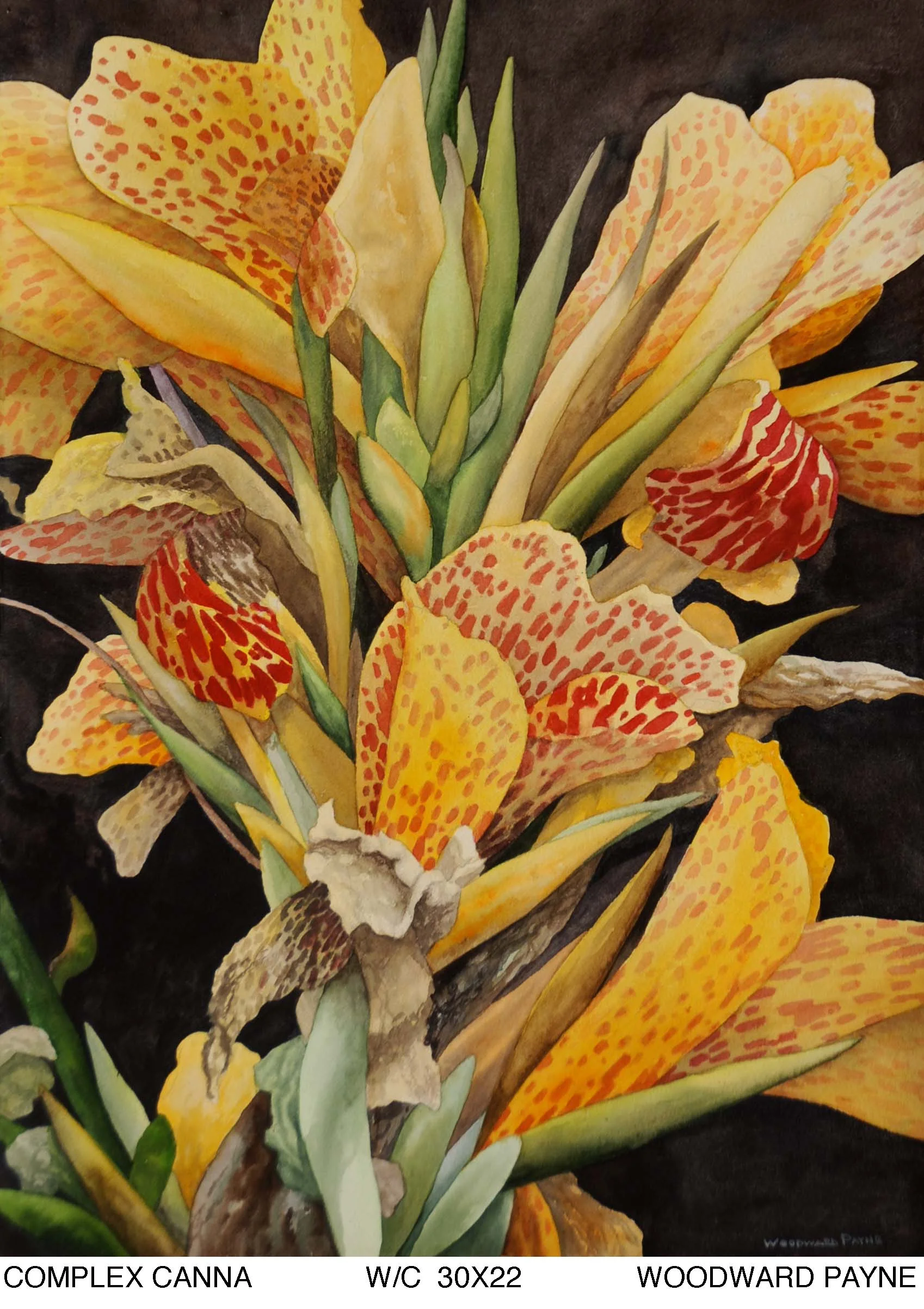 COMPLEX CANNA 30X22 watercolor copy.jpg
