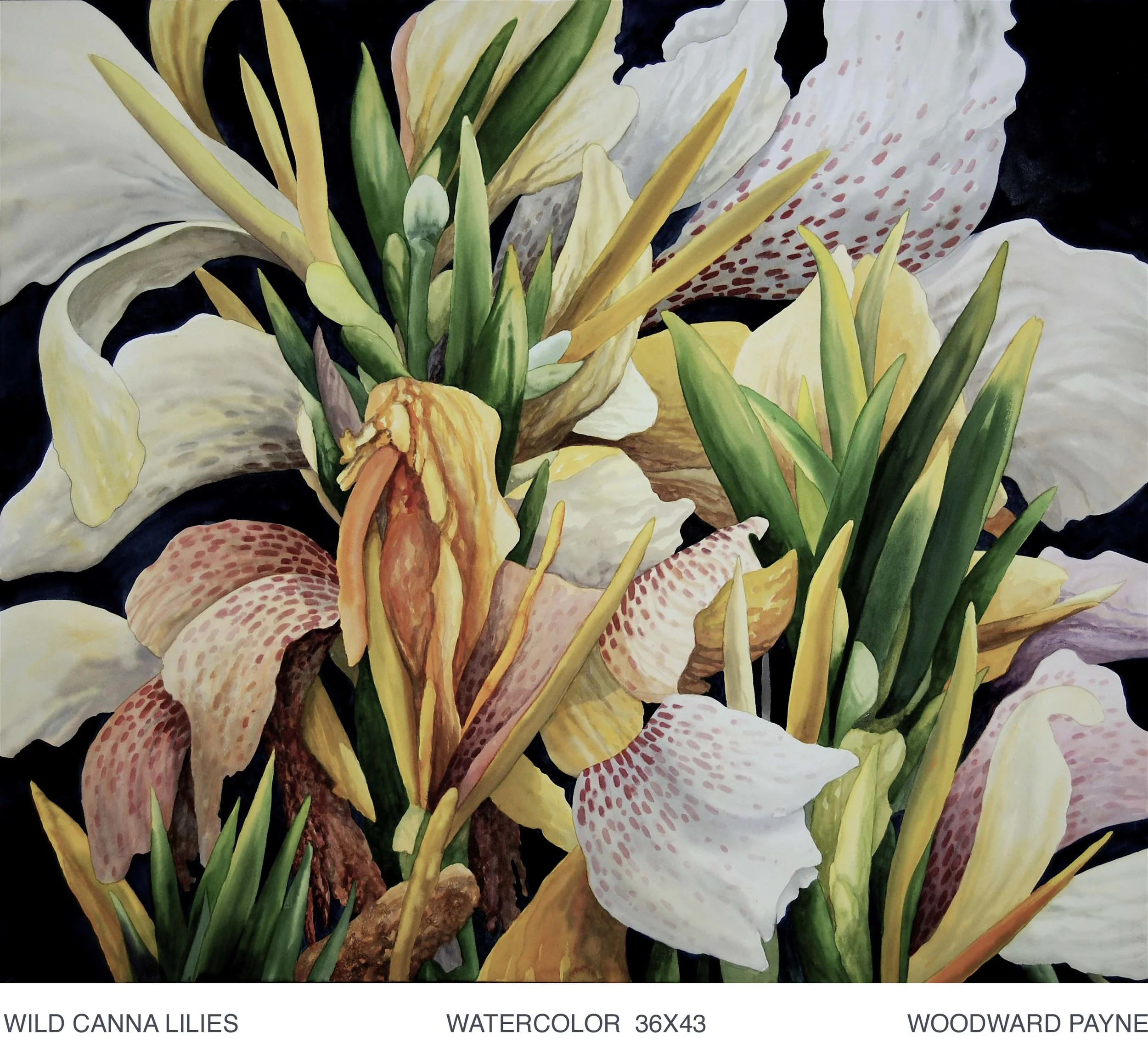 WILD CANNA LILIES 36x43 watercolor copy.jpg