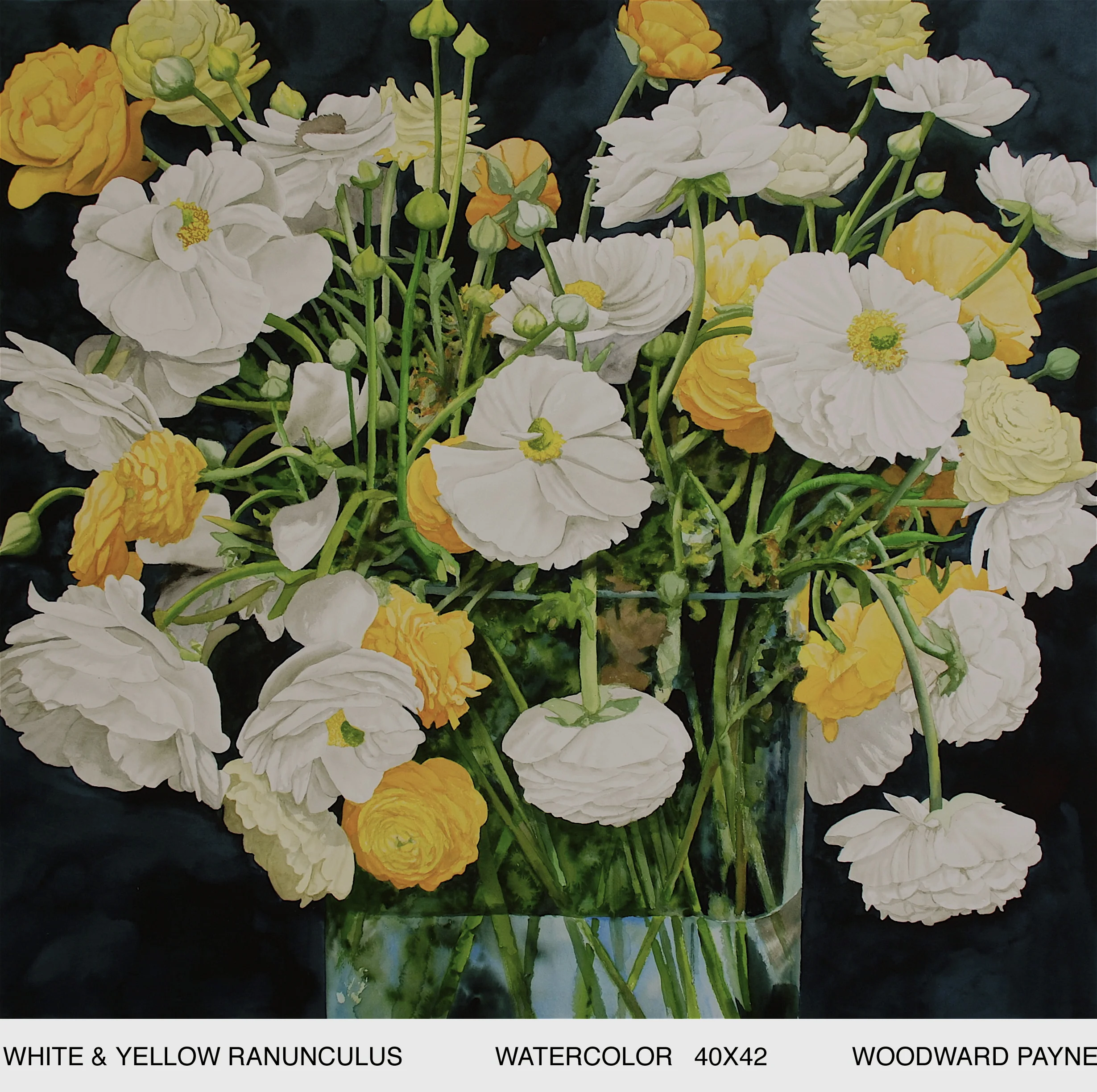 WHITE & YELLOW RANUNCULUS 40X42 watercolor.jpg